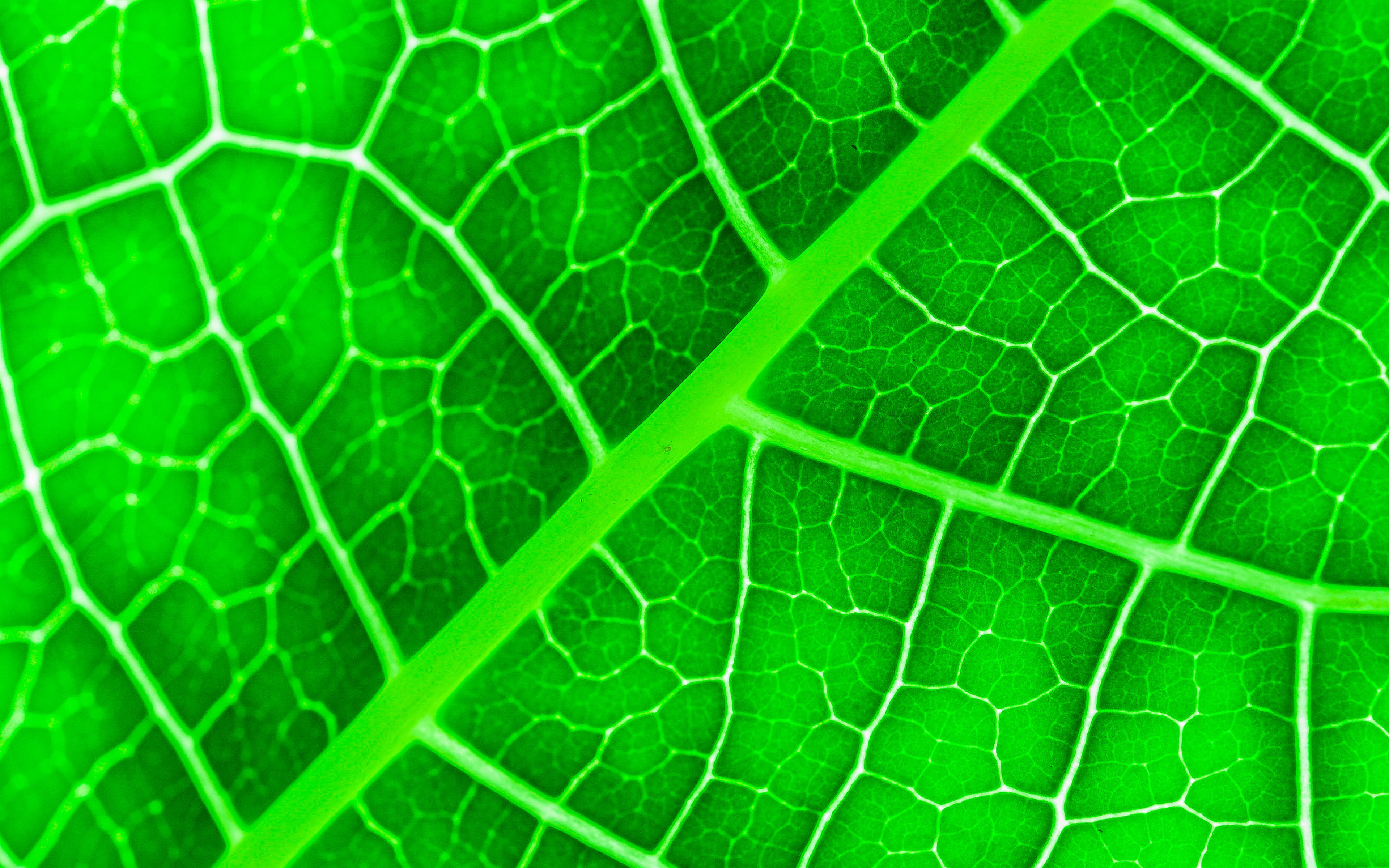 Download Wallpaper Green Leaves Texture, 4k, Close Up, Leaves, Leaves Texture, Green Leaves, Green Leaf, Macro, Leaf Pattern, Leaf Textures For Desktop With Resolution 3840x2400. High Quality HD Picture Wallpaper