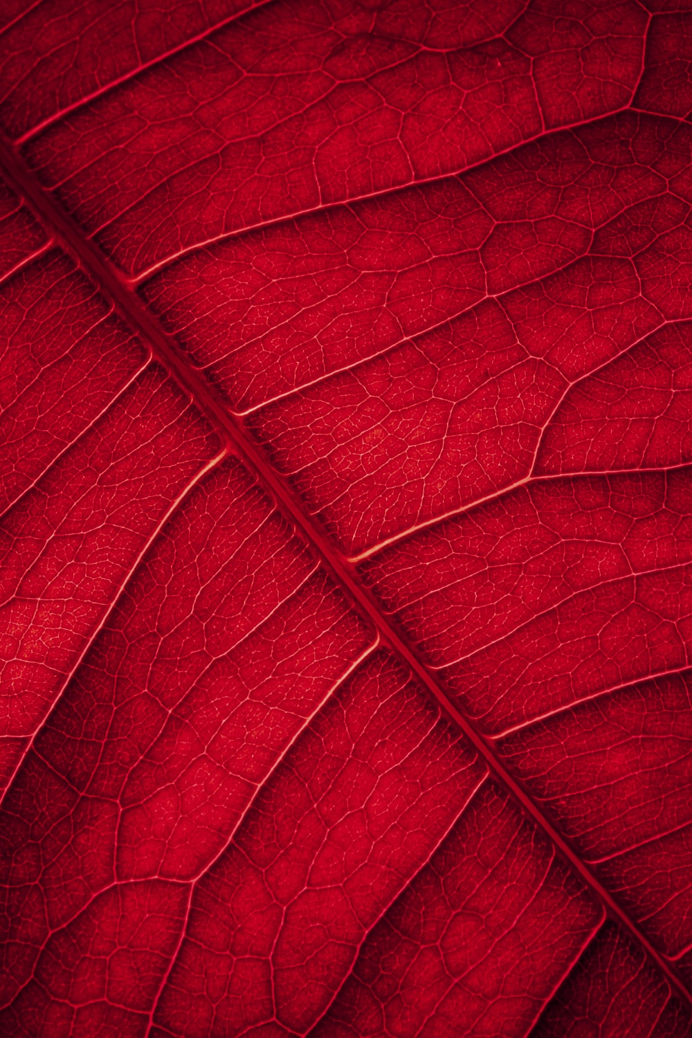 red leaf in close up photography photo