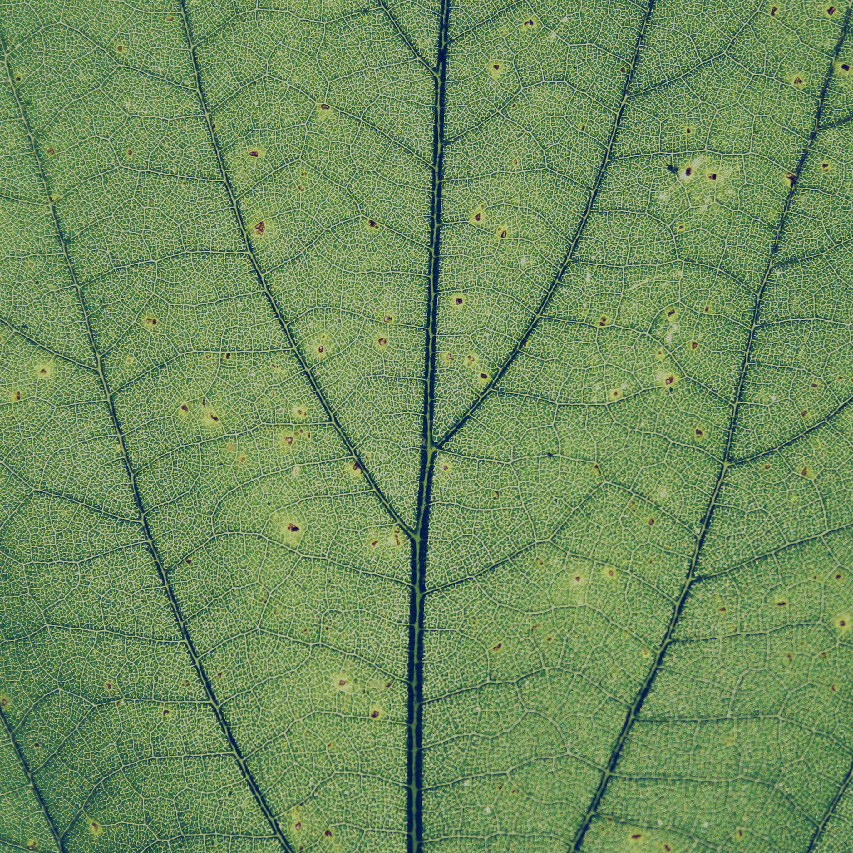 Green Leaf Texture Nature Pattern Wallpaper