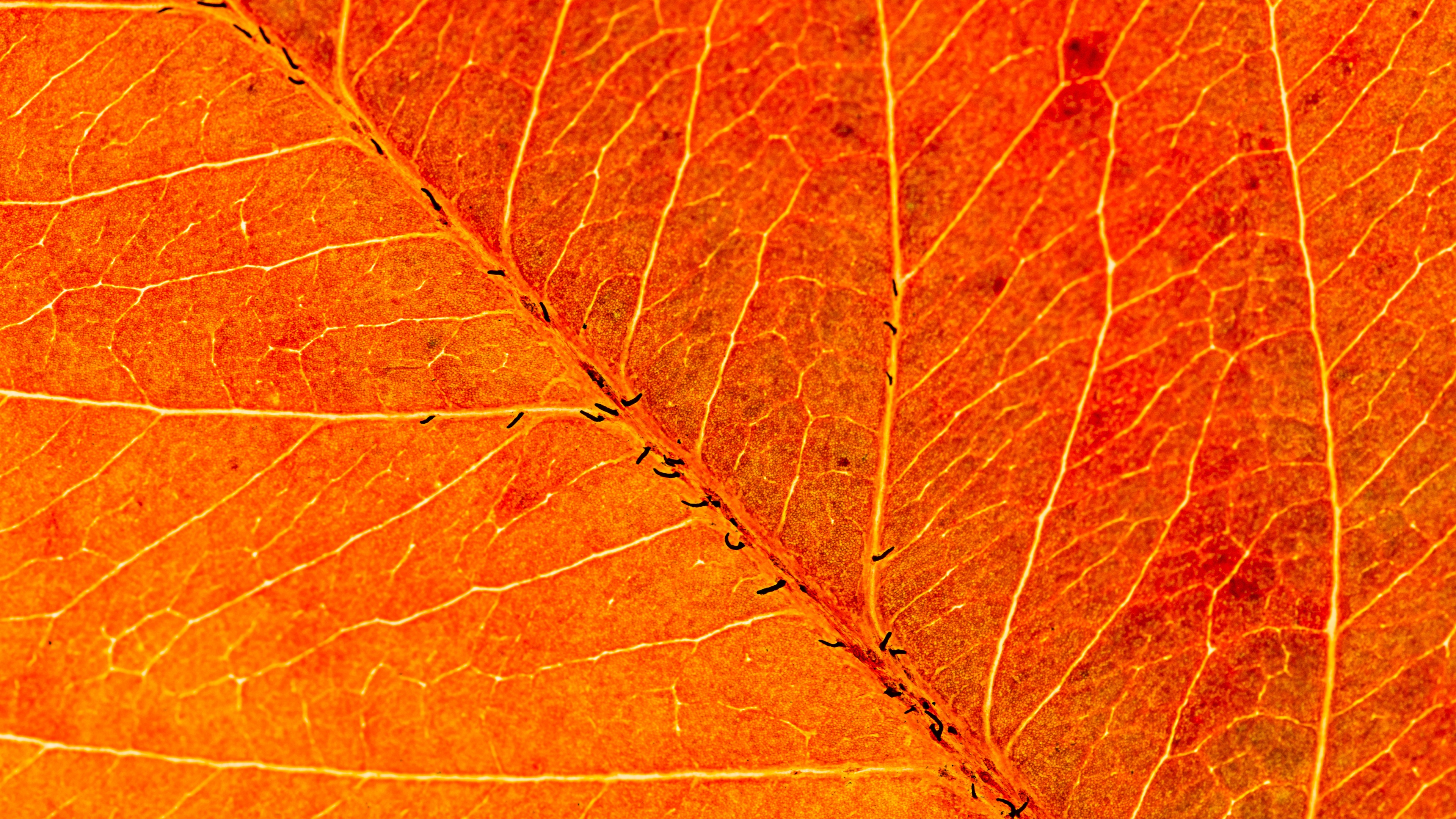 Orange Leaf Wallpaper 4K, Macro, Closeup, Pattern, Texture, Nature