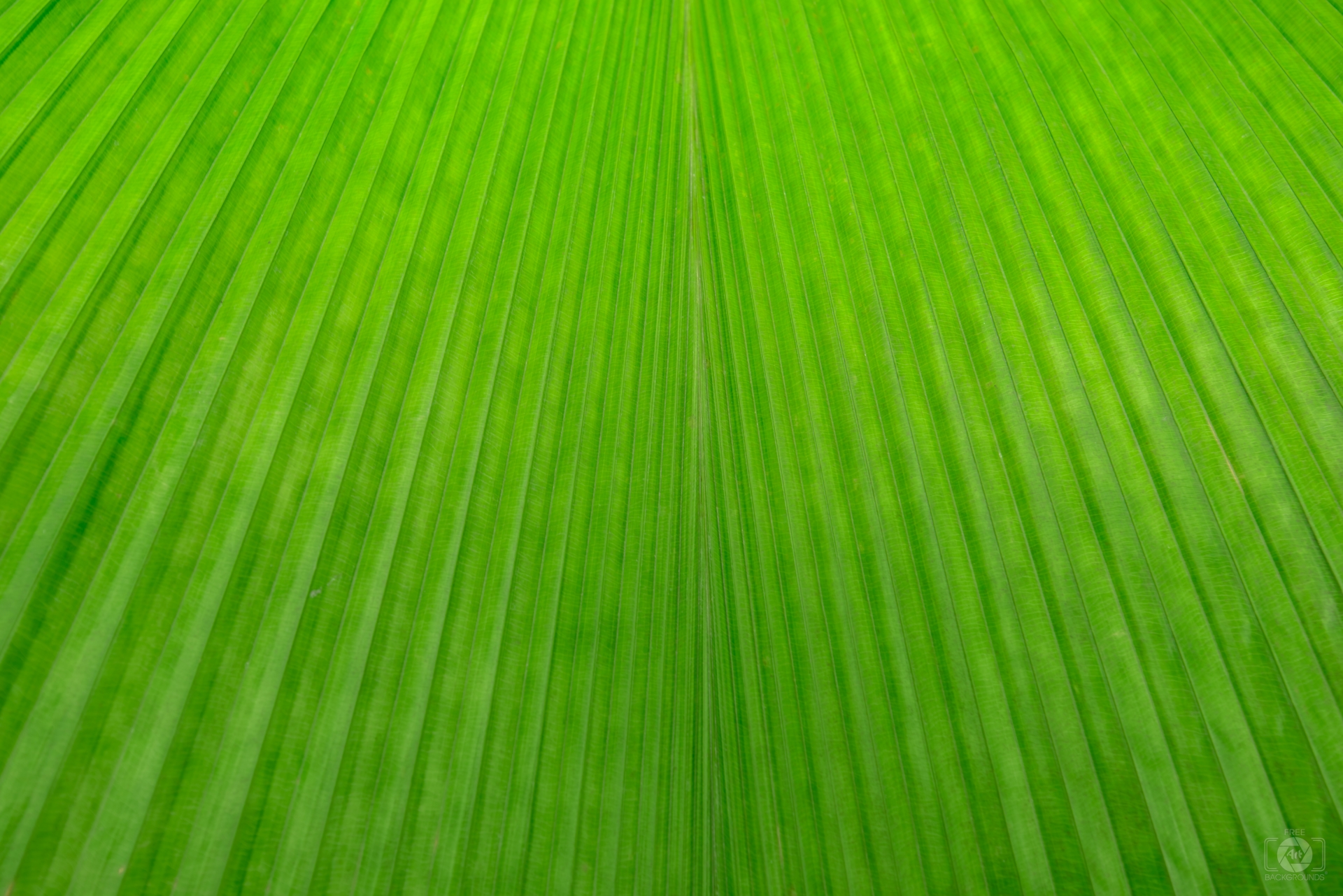 Palm Leaf Texture Quality Free Background