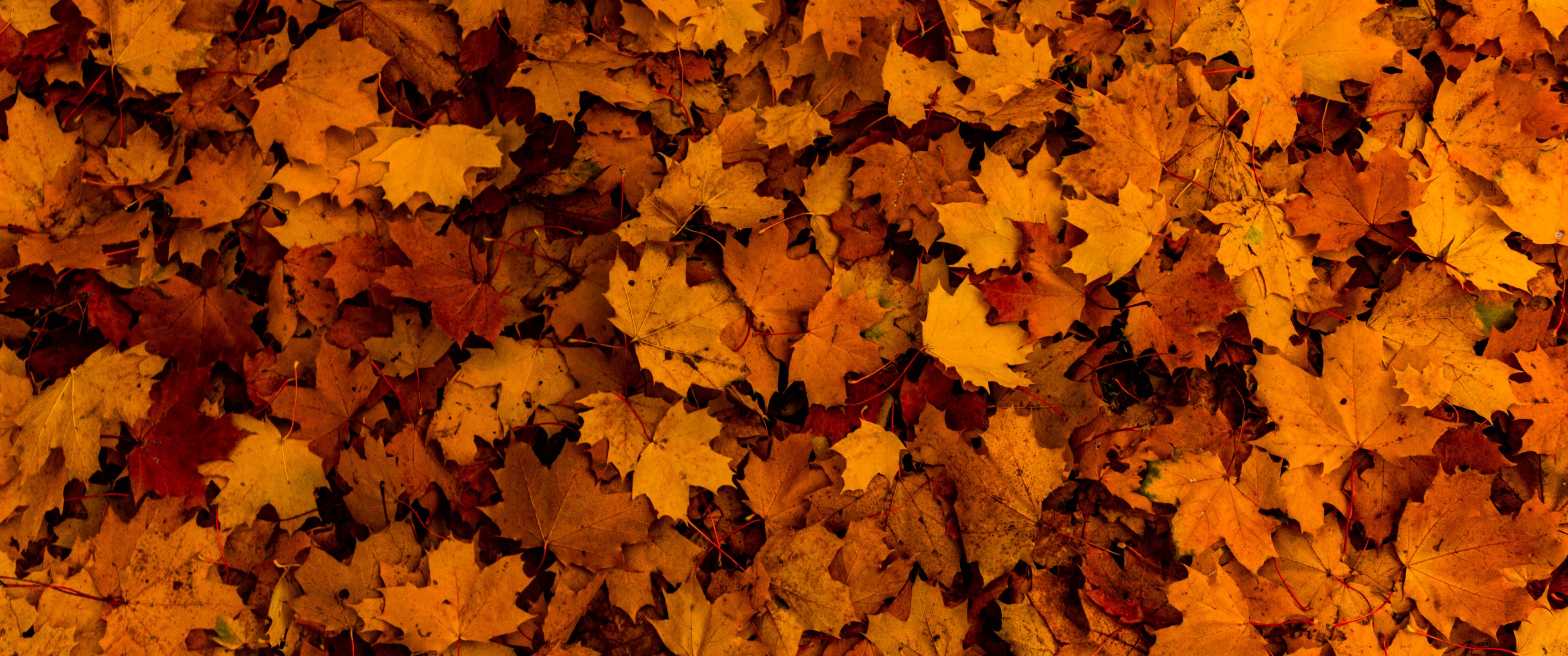 Fallen Leaves Wallpaper 4K, Autumn, Maple leaves, Texture, Foliage, Seasons, Nature
