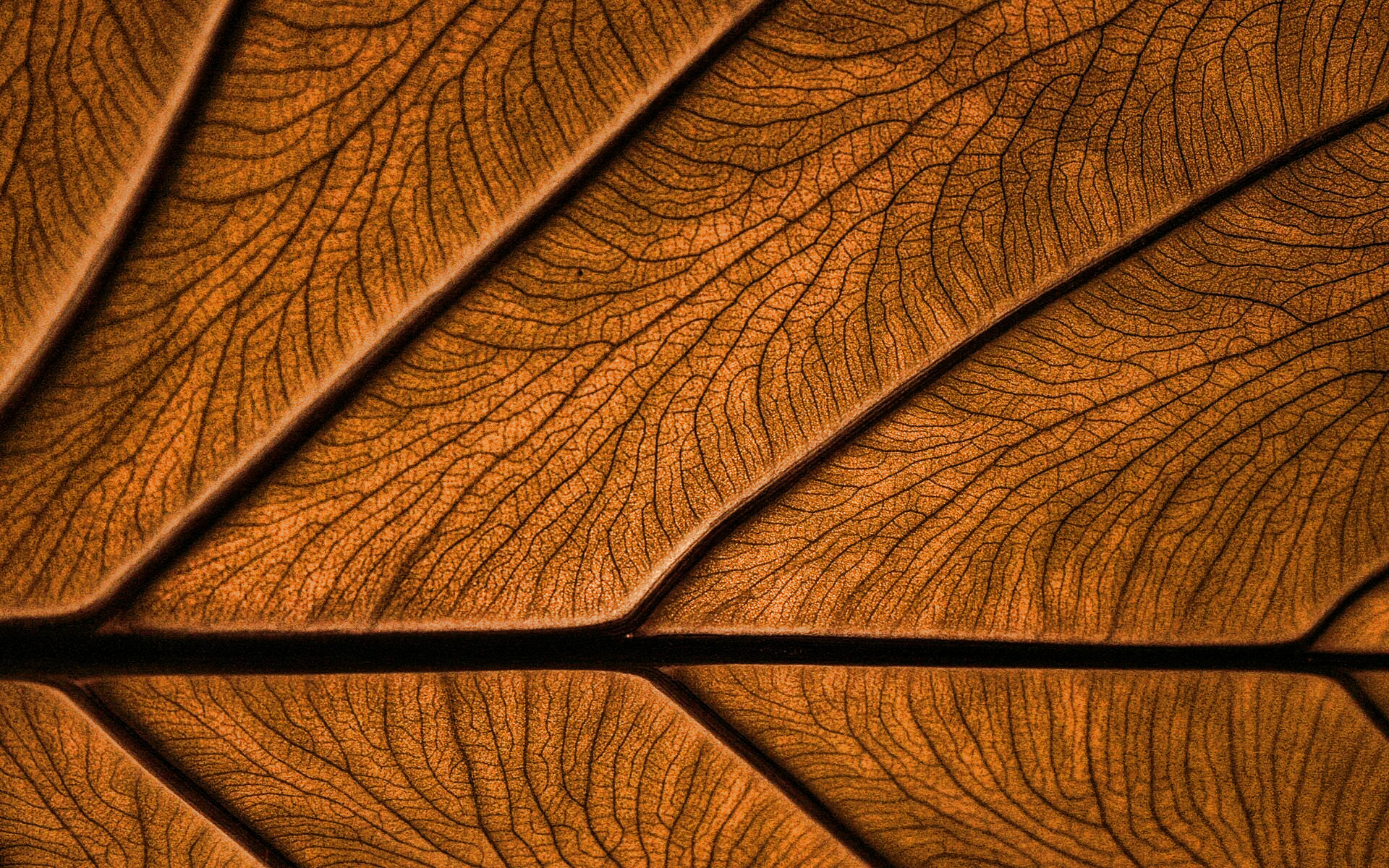 Download wallpaper brown leaves texture, 4k, plant textures, leaves, brown background, leaves texture, brown leaves, brown leaf, macro, leaf pattern, leaf textures for desktop with resolution 1920x1200. High Quality HD picture wallpaper