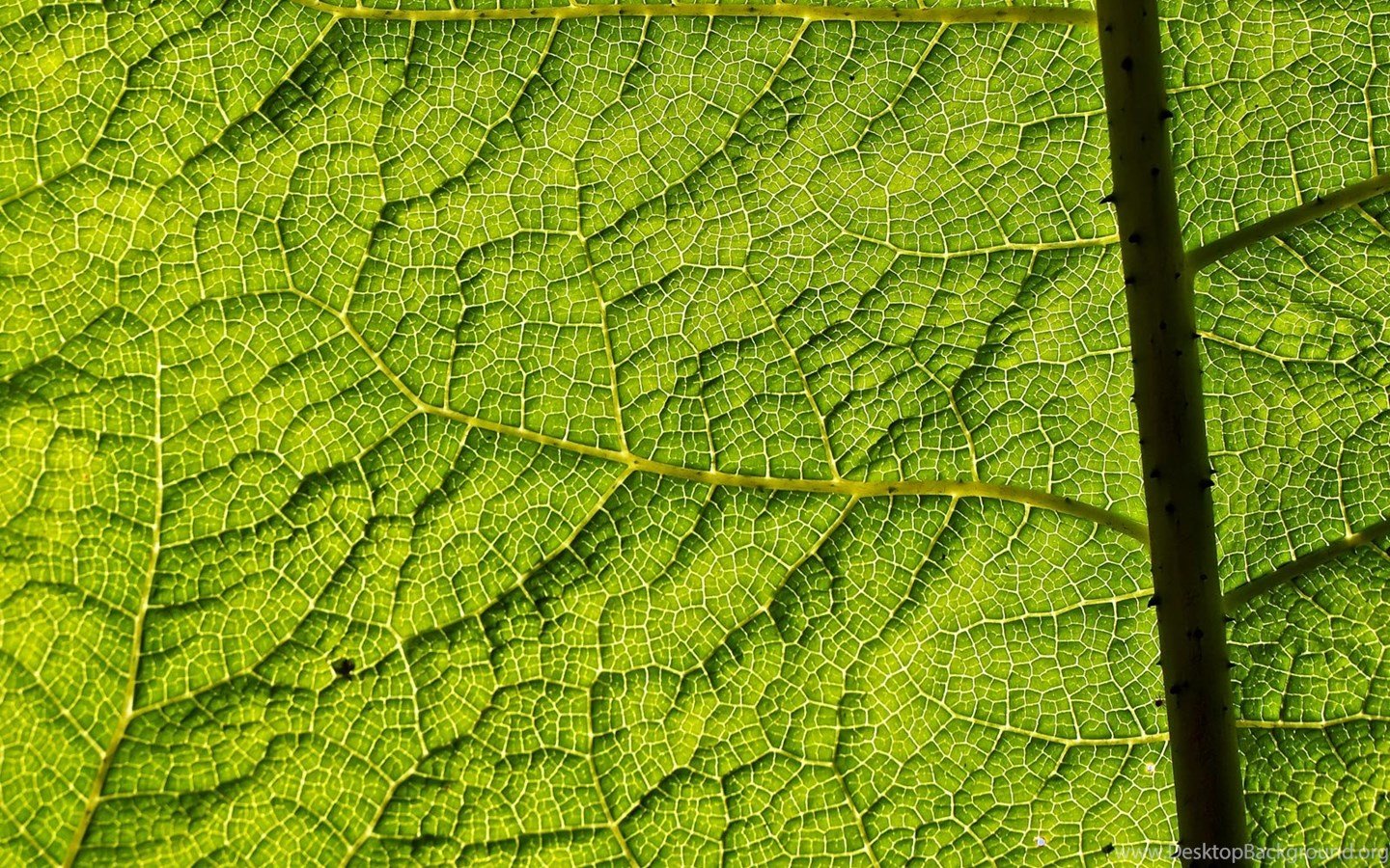 Green Leaf Texture Flower Background Wallpaper 1600x1200 Pixels Desktop Background