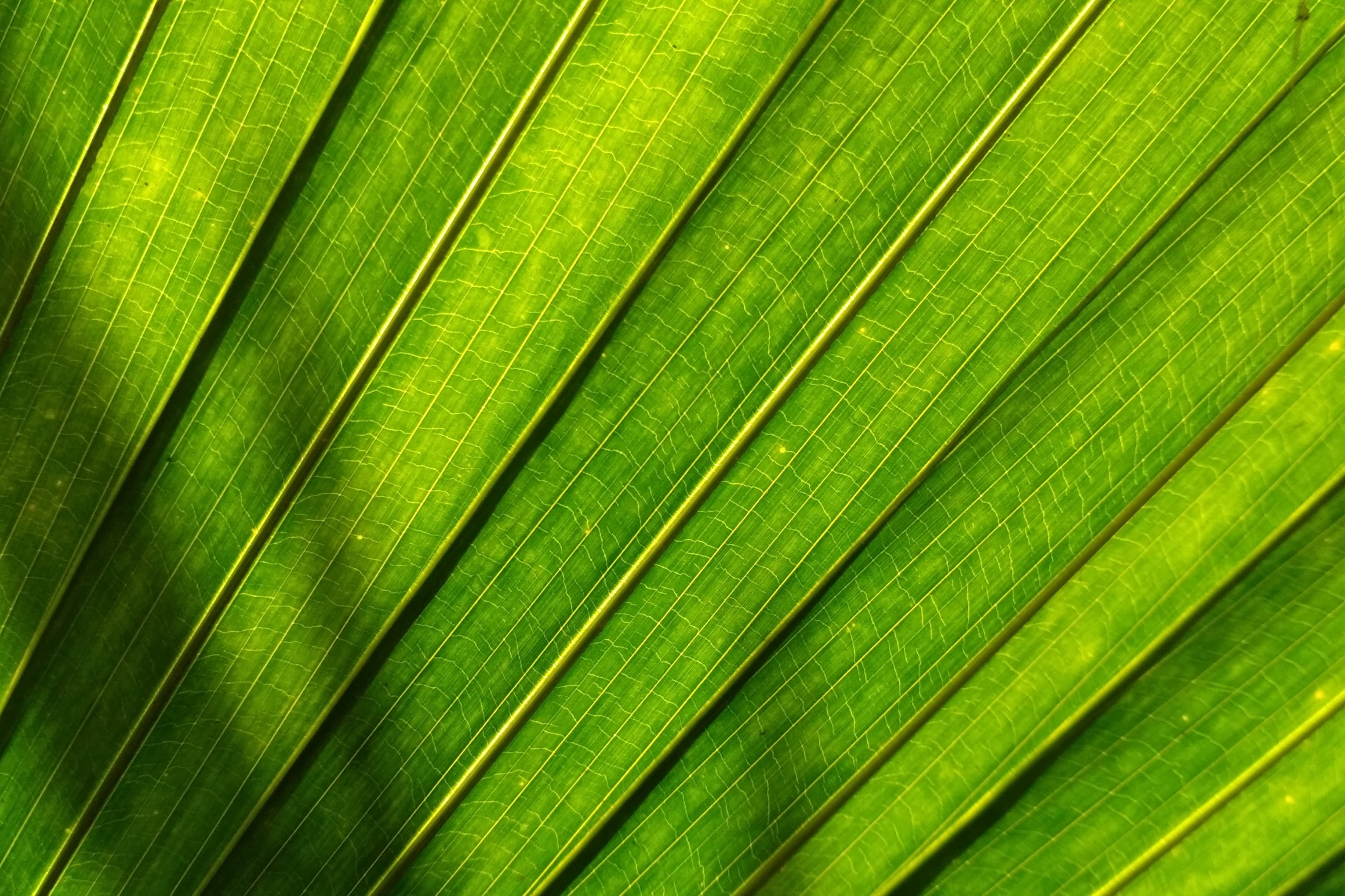 Download 3060x2040 Green Leaves, Texture Wallpaper