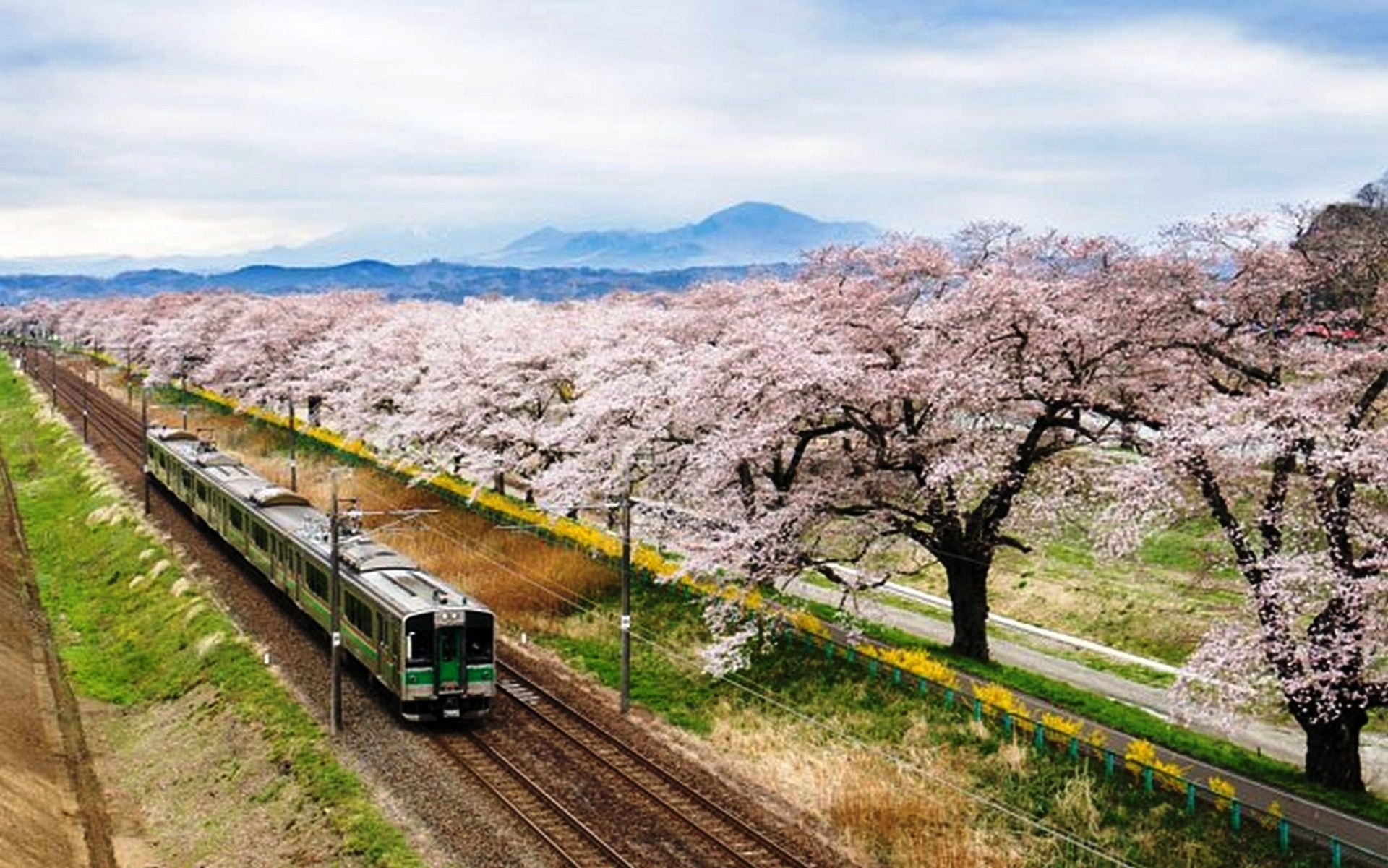 Wallpaper. Spring. photo. picture. train, Japan, the cherry blossoms, spring