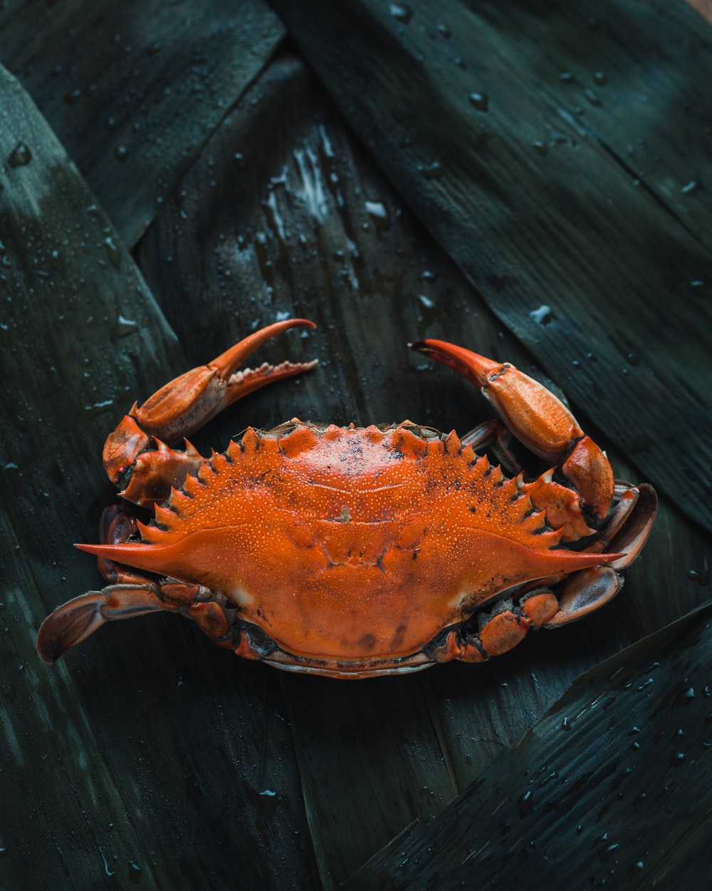 Crab Picture [HQ]. Download Free Image
