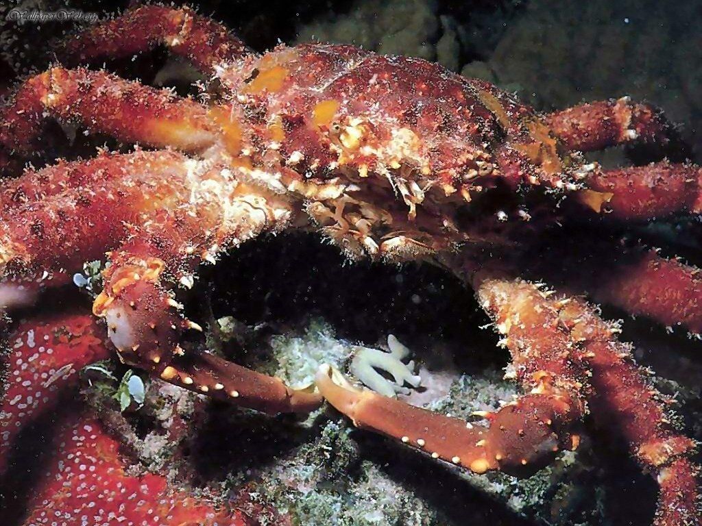 crab wallpaper, crab, invertebrate, decapoda, organism, king crab, crustacean, horsehair crab, marine biology, seafood, cancridae