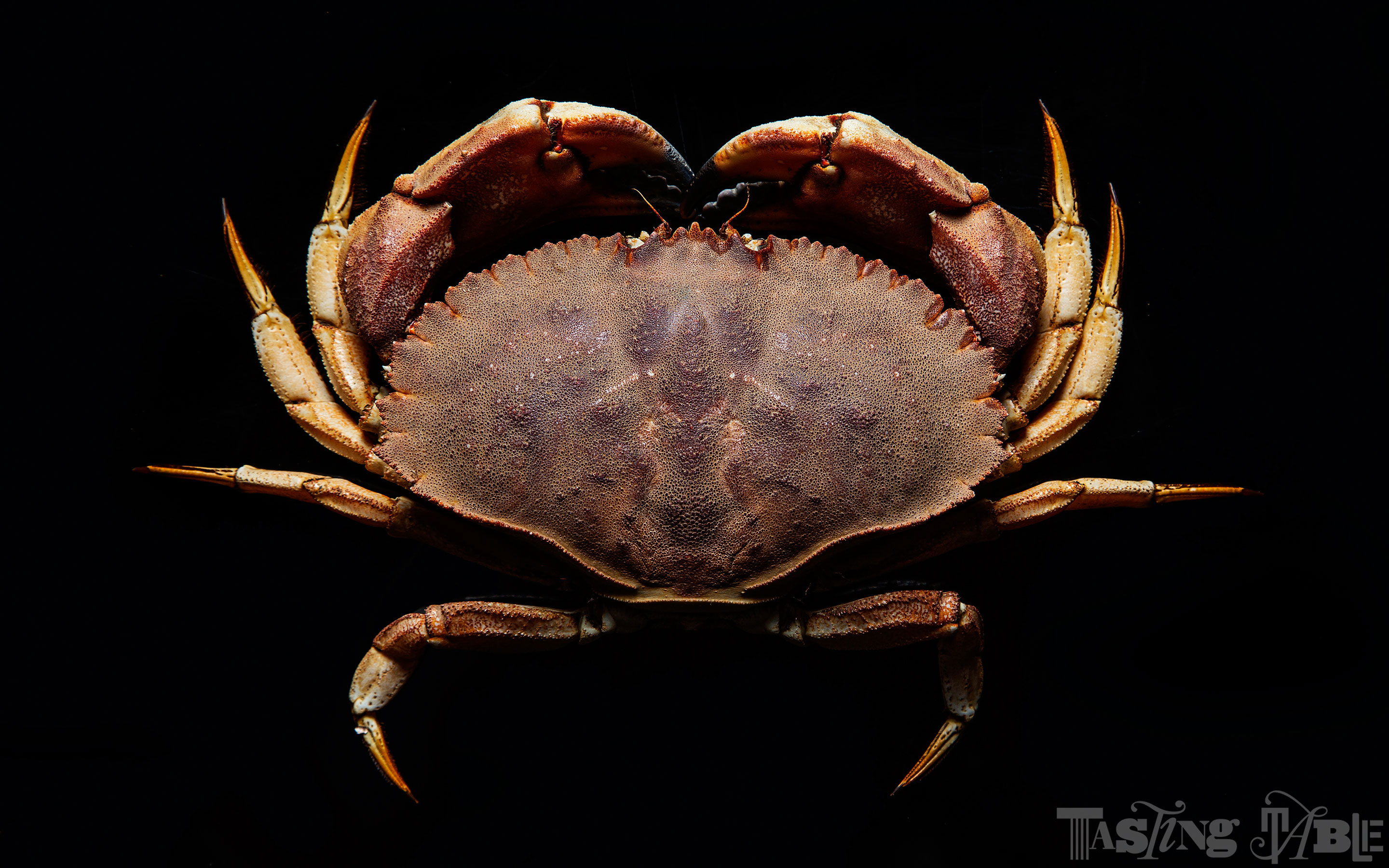 crab wallpaper, crab, rock crab, cancridae, freshwater crab, decapoda, dungeness crab, invertebrate, crustacean, organism, ocypodidae