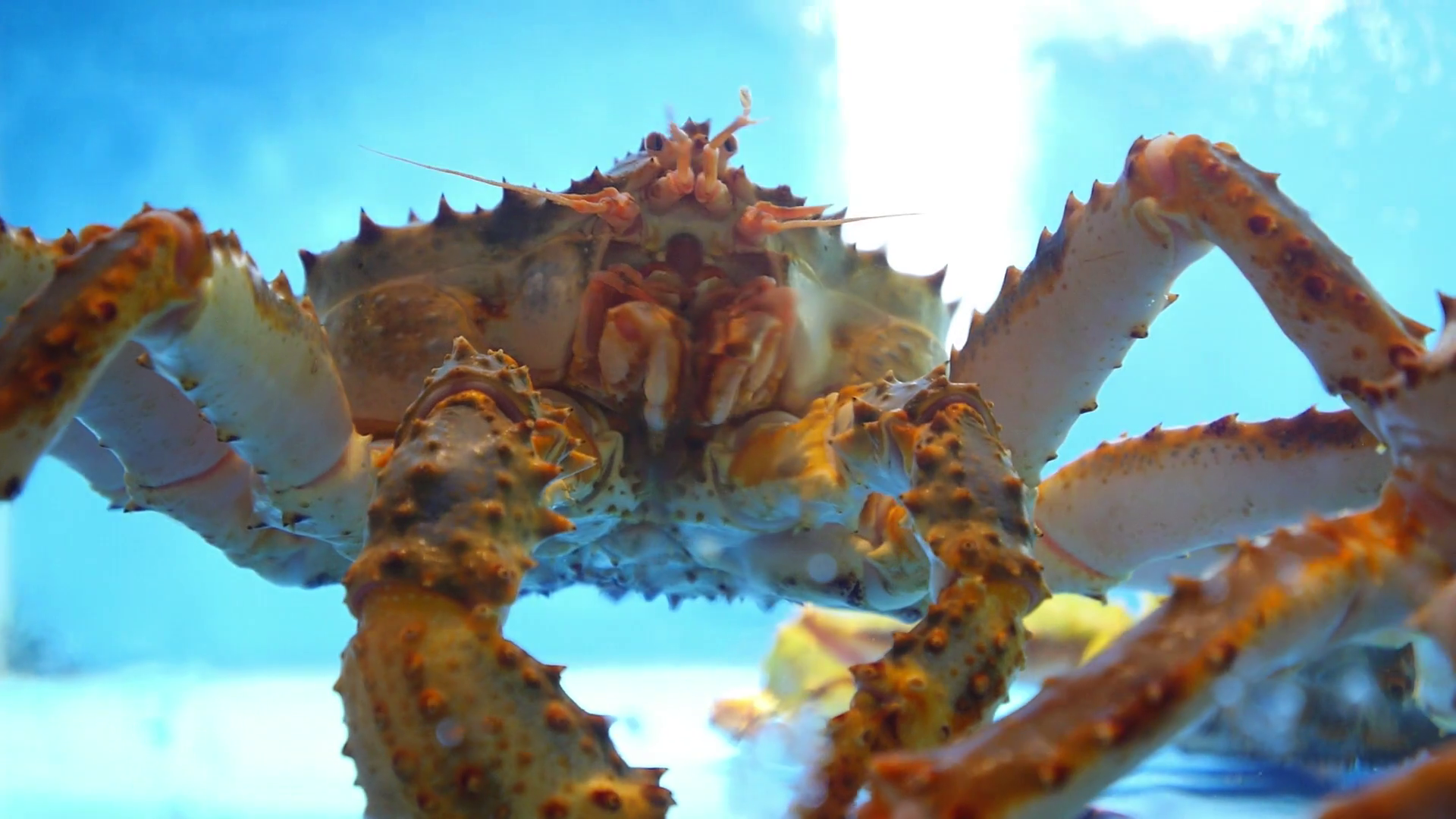 Alive King Crab in Water Closeup Stock Video Footage