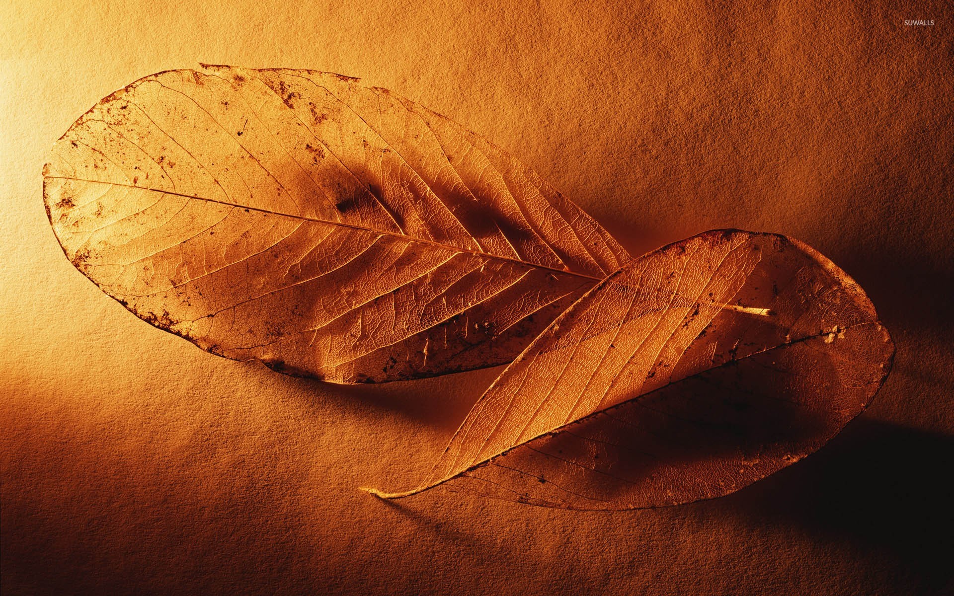 Dry Leaf Wallpapers - Wallpaper Cave