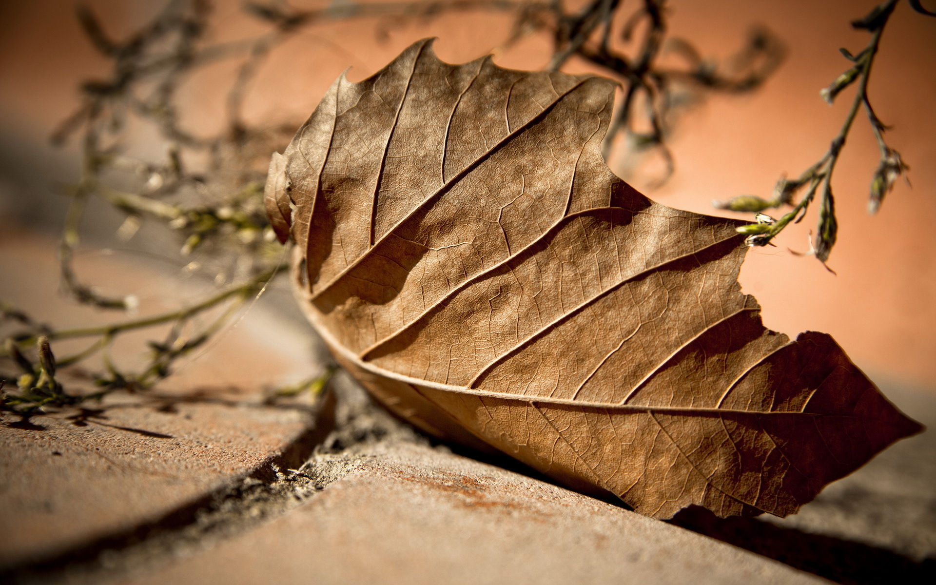 Free photo: Dry Leaves, Dry, Fall