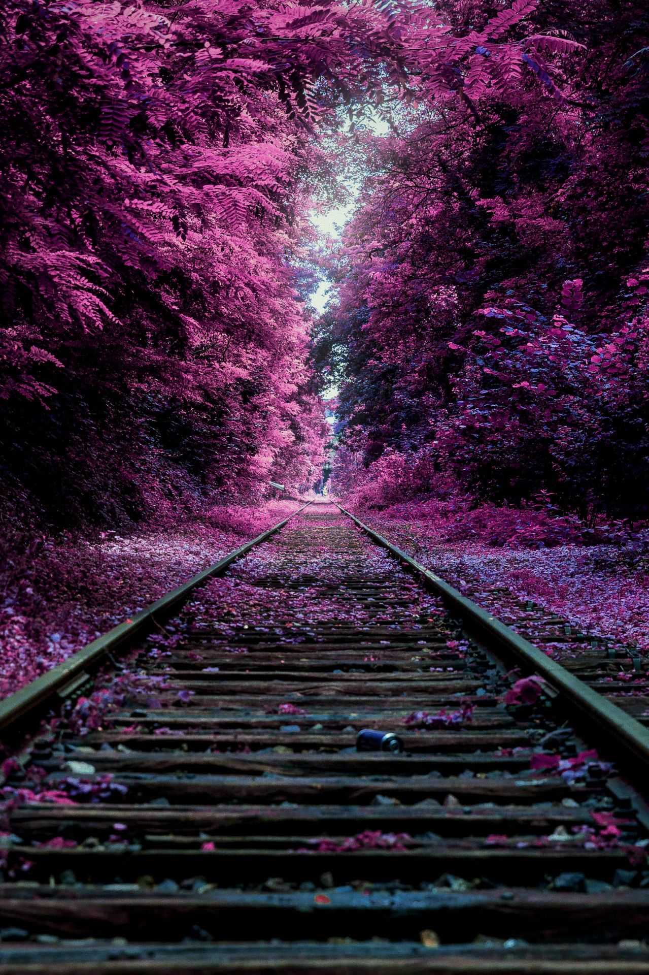 Purple Railway Nature Wallpaper