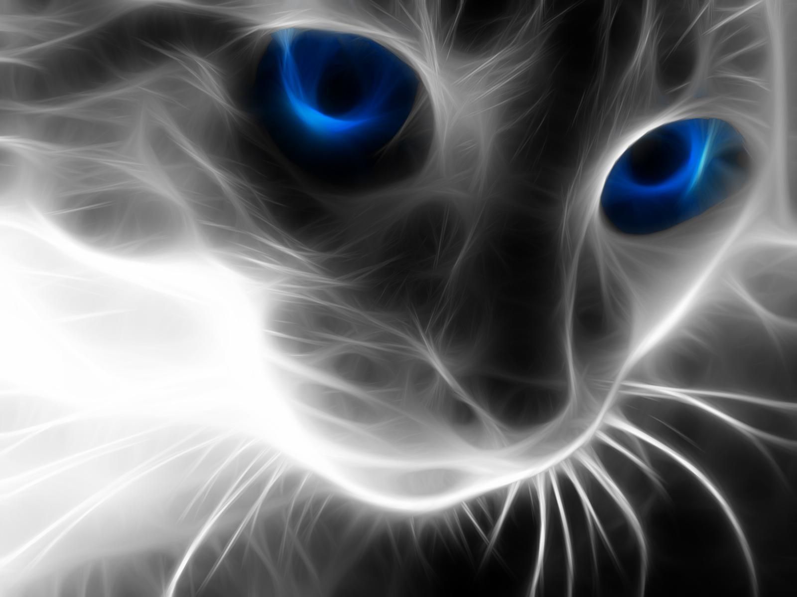 Cat and light. Cat with blue eyes, Cat wallpaper, Wild cats