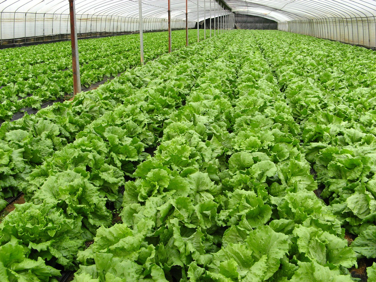 Organic farming gaining momentum slowlyth Voice News
