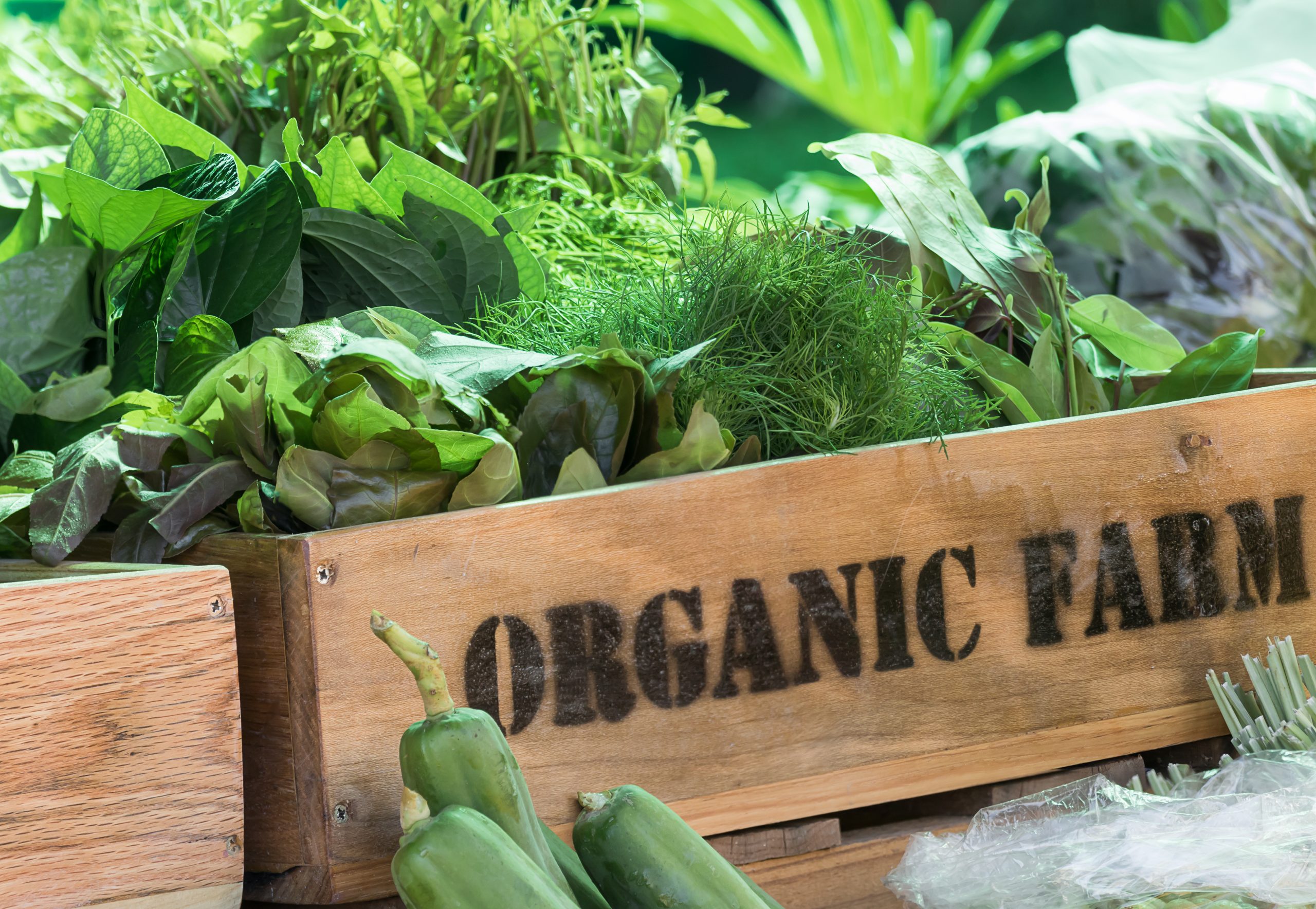 What You Need to Know About Organic Food Green Planet