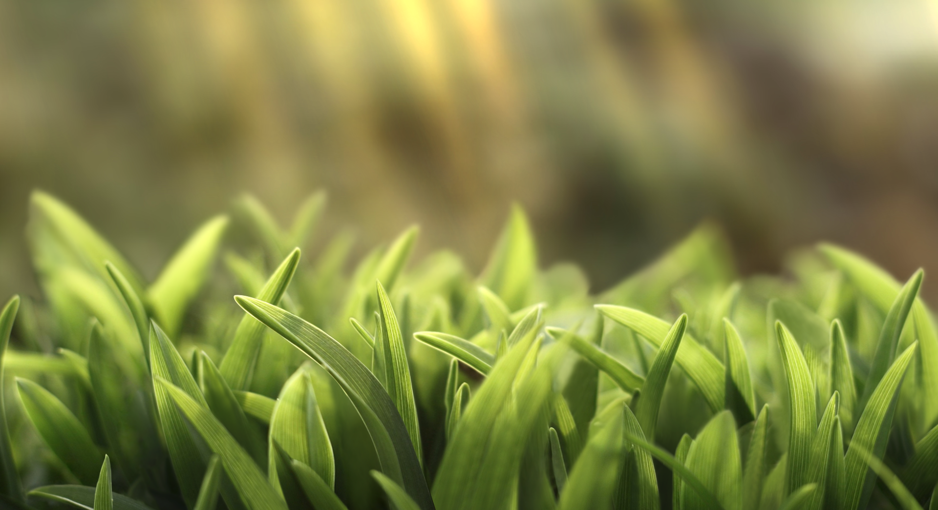 Green grass eye protection live wallpaper [DOWNLOAD FREE]