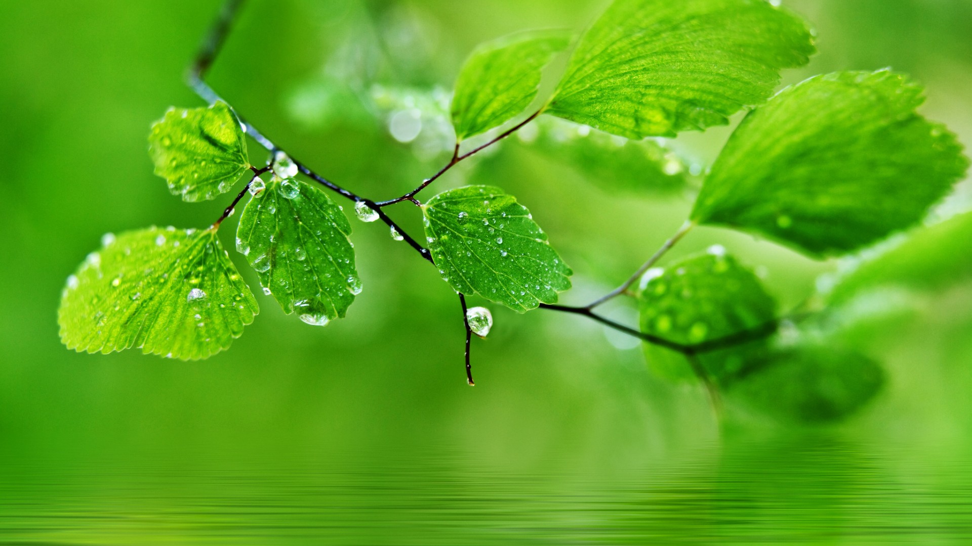 Green nature leaves, water drops, water drops, eye protection HD desktop wallpaper