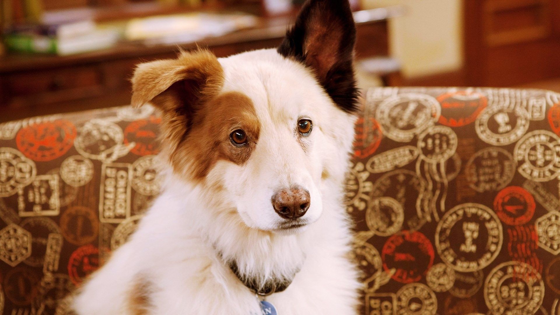 Dog with a Blog Wallpaper