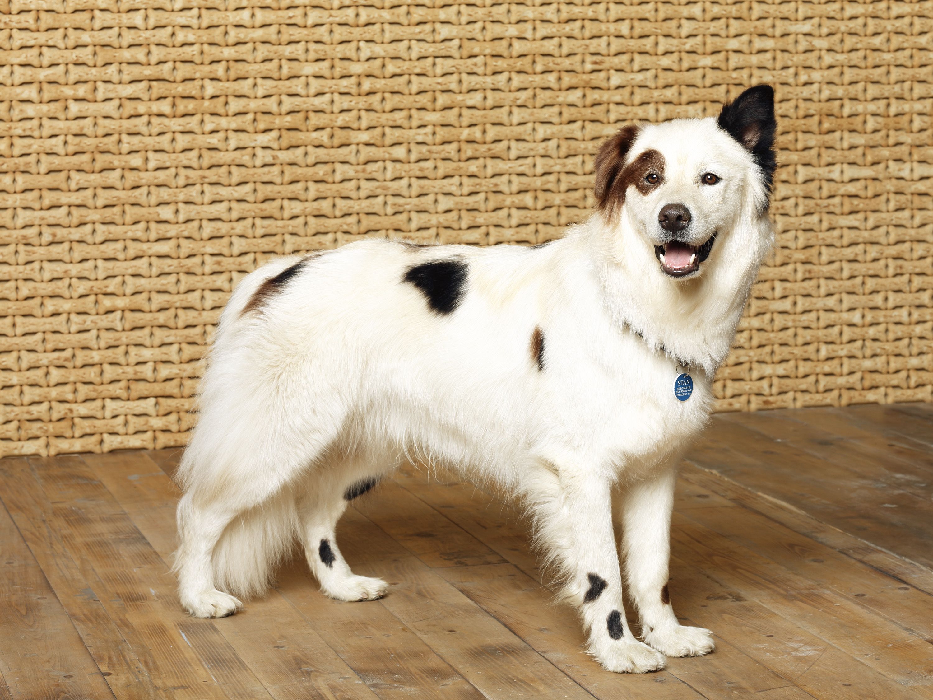 Dog with a Blog Wallpaper