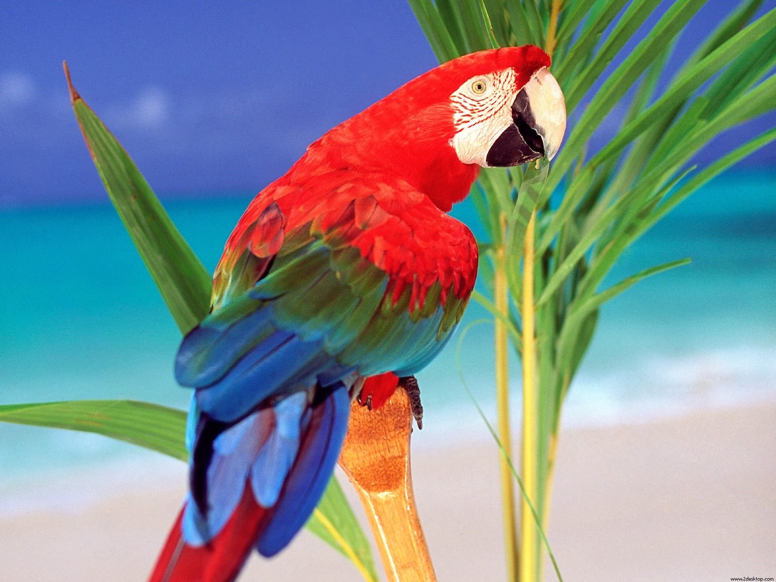 Wallpaper 4k Tropical Colors Parrot Wallpaper