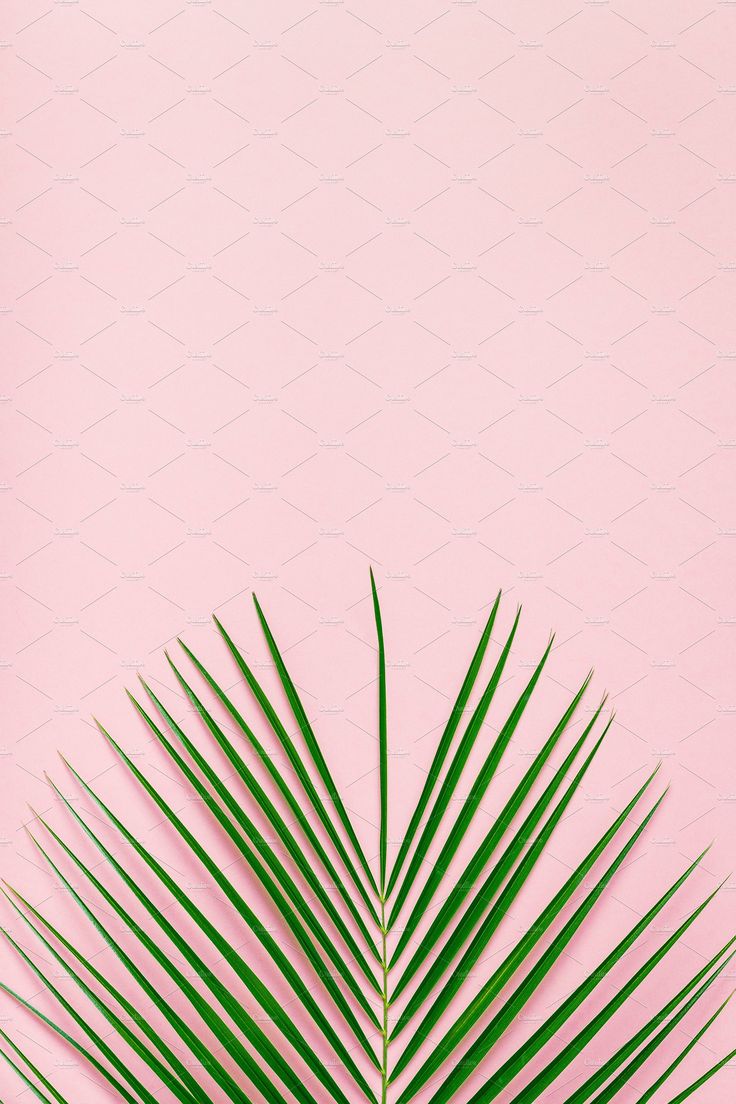 Tropical leaf on pastel background containing above, art, and background. Pastel background, Flower background wallpaper, Flowery wallpaper