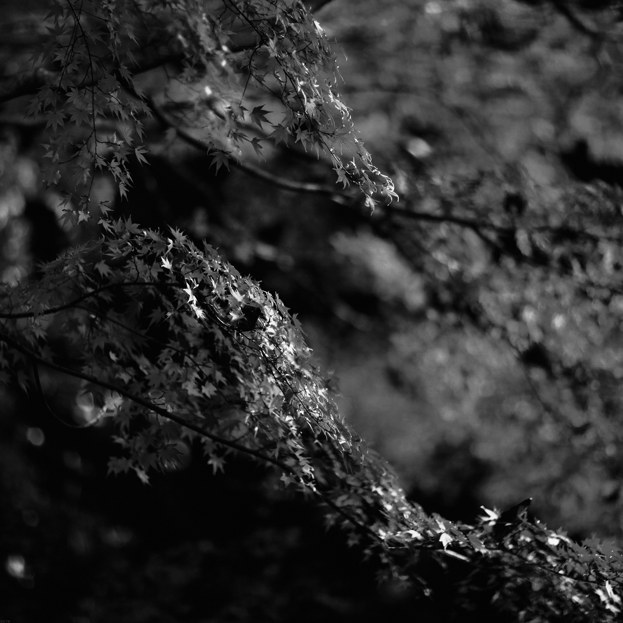 Japanese Maple Tree Fall Nature Black And White Wallpaper