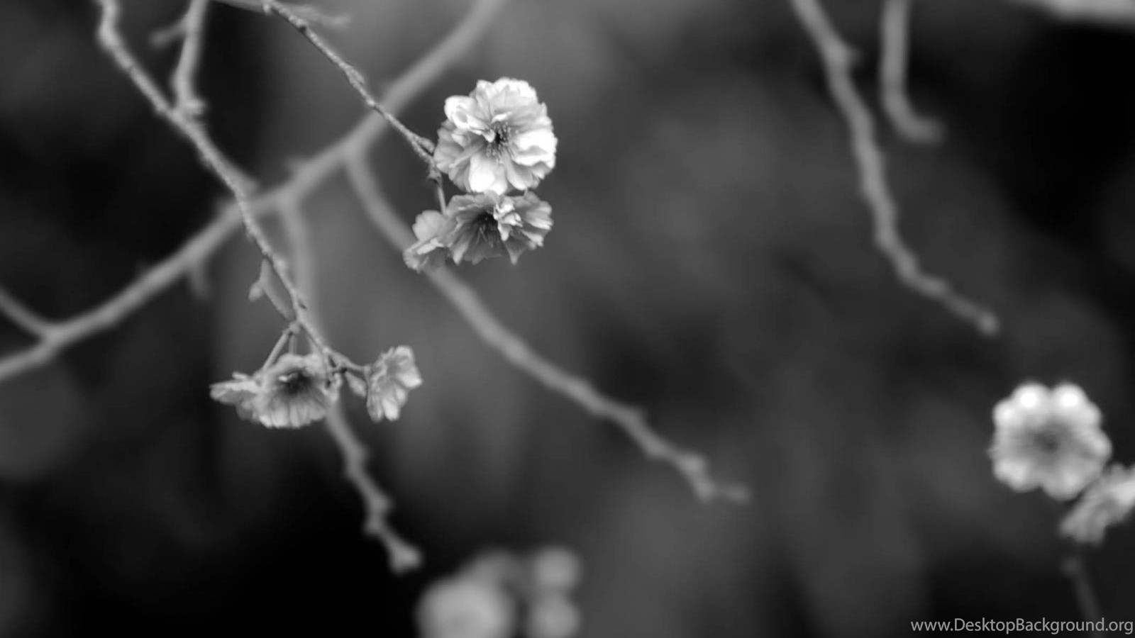 Japanese Garden Black And White Digital art Wallpaper, Japanese. Desktop Background