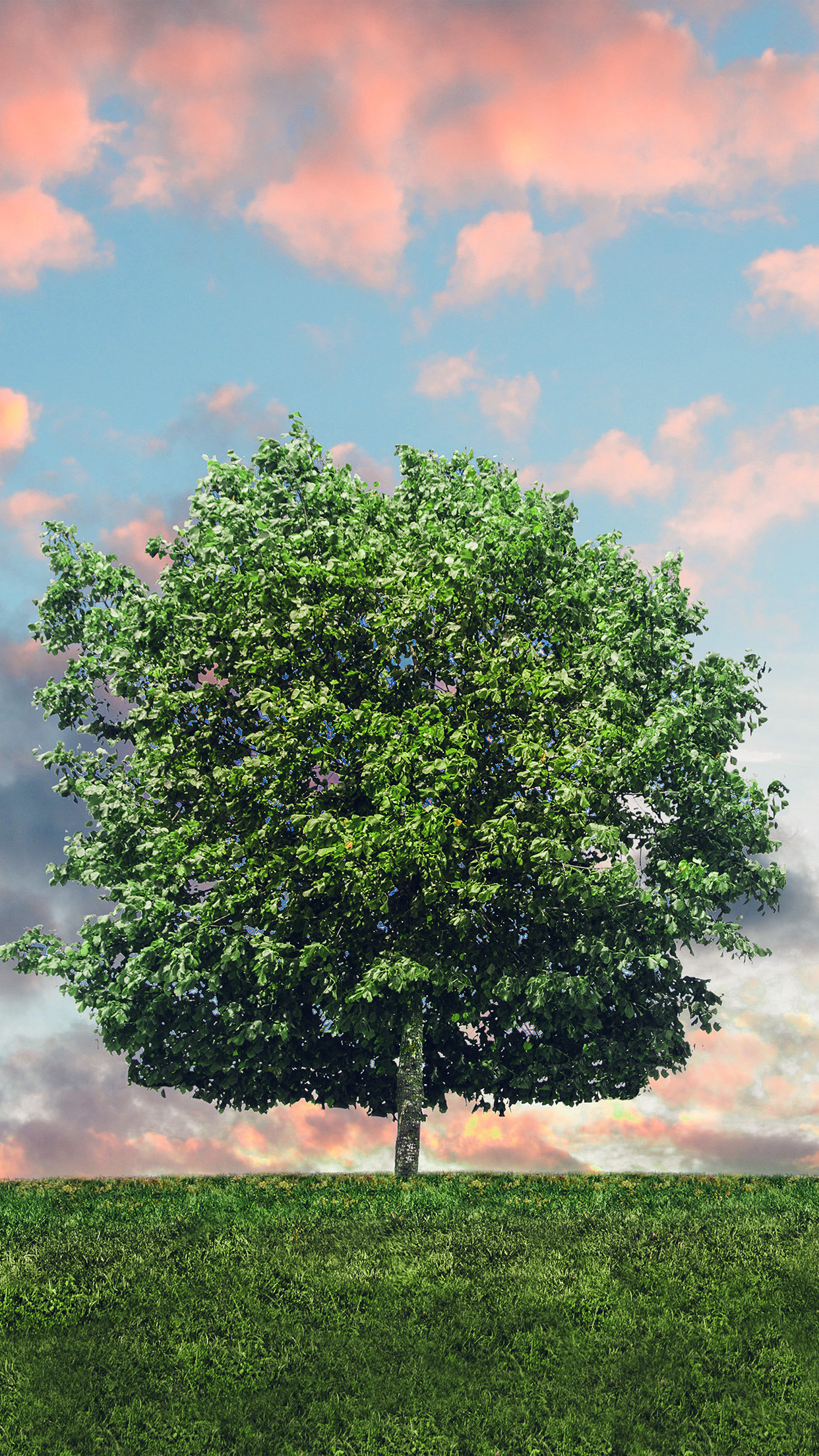 Tree Nature Solo Nature Green Android wallpaper HD wallpaper