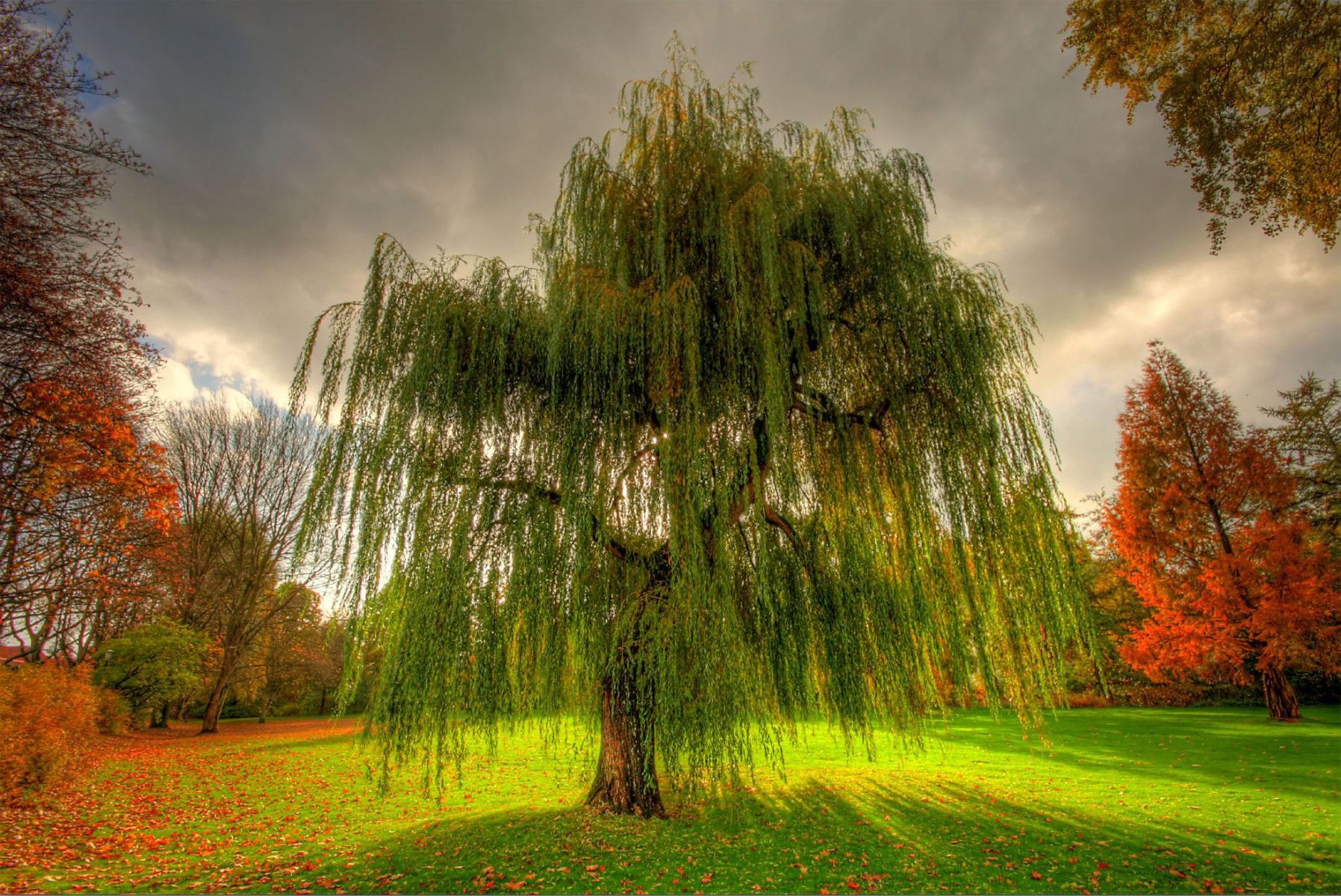 Amazing Tree. HD Nature Wallpaper for Mobile and Desktop