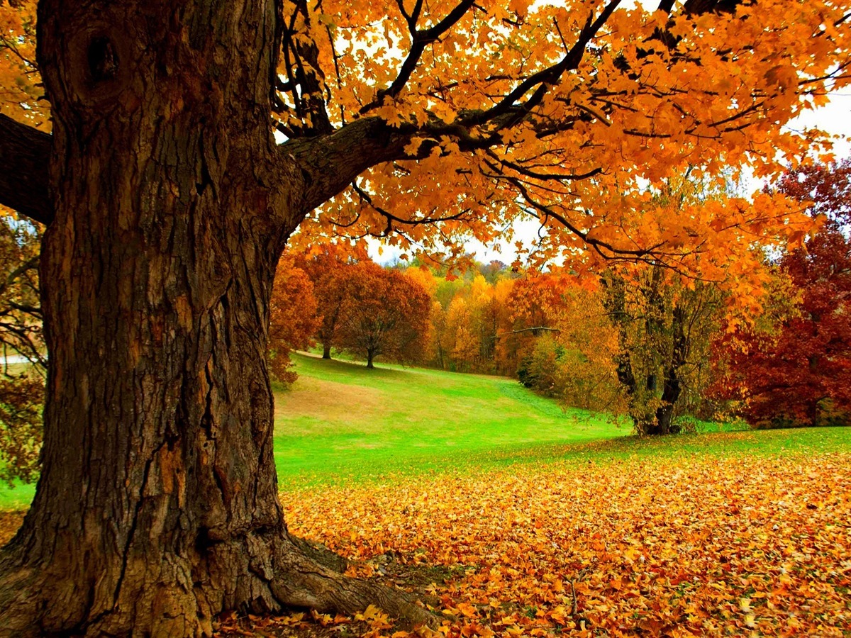 Autumn Under A Yellow Tree HD Nature Wallpaper