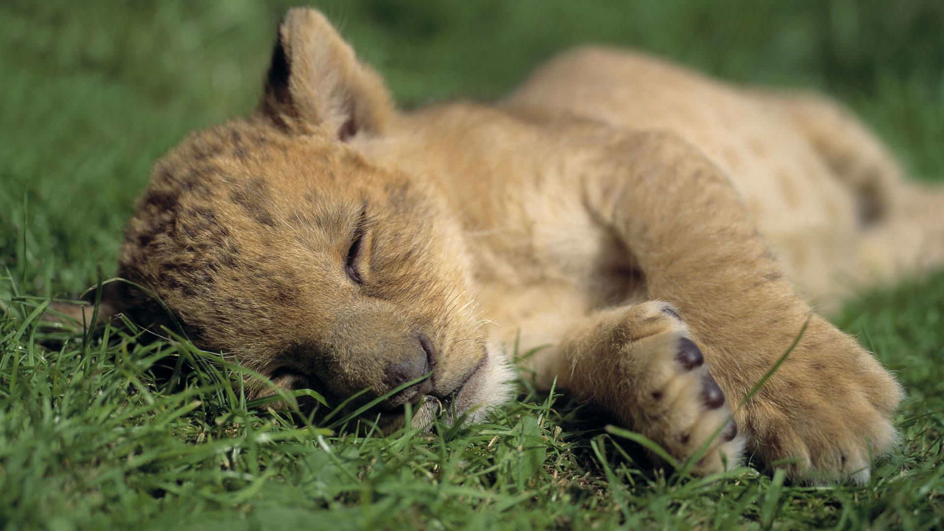 Little Simba taking a nap. Baby animals, Tiny baby animals, Sleeping lion