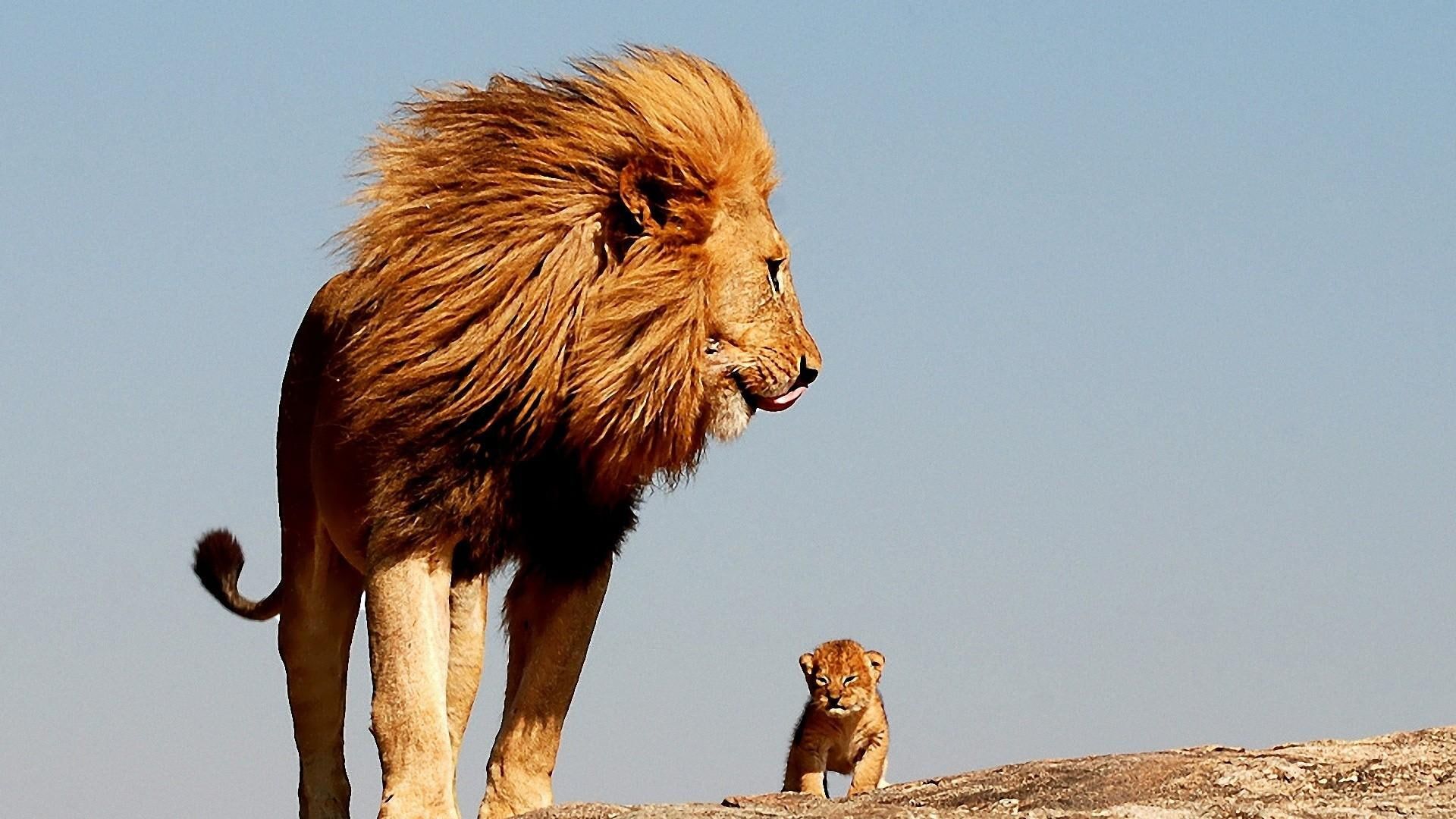 lion #cute #baby lion king #father P #wallpaper #hdwallpaper #desktop. Lion king, Lions, Lion