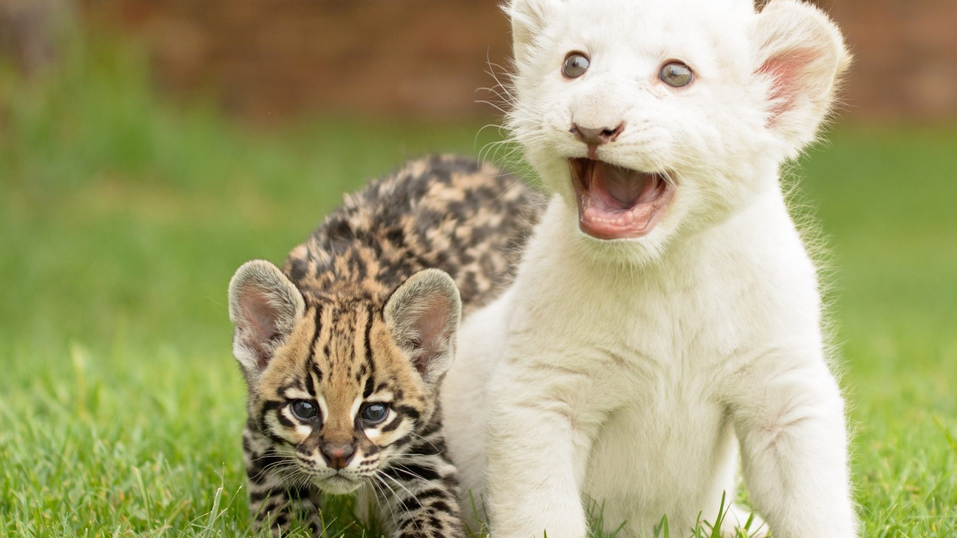 Baby Tiger And Lion