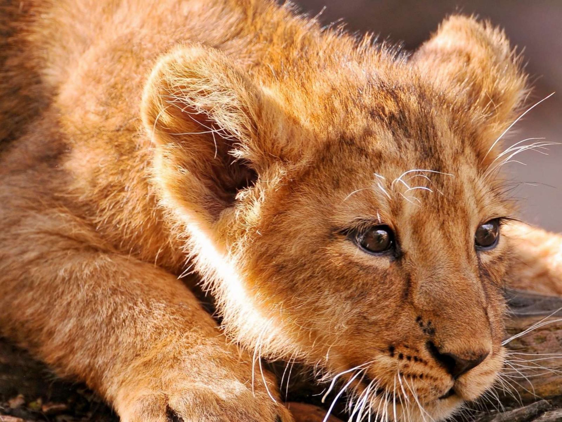 Lions Baby HD Desktop Wallpaper 1800x2880, Wallpaper13.com