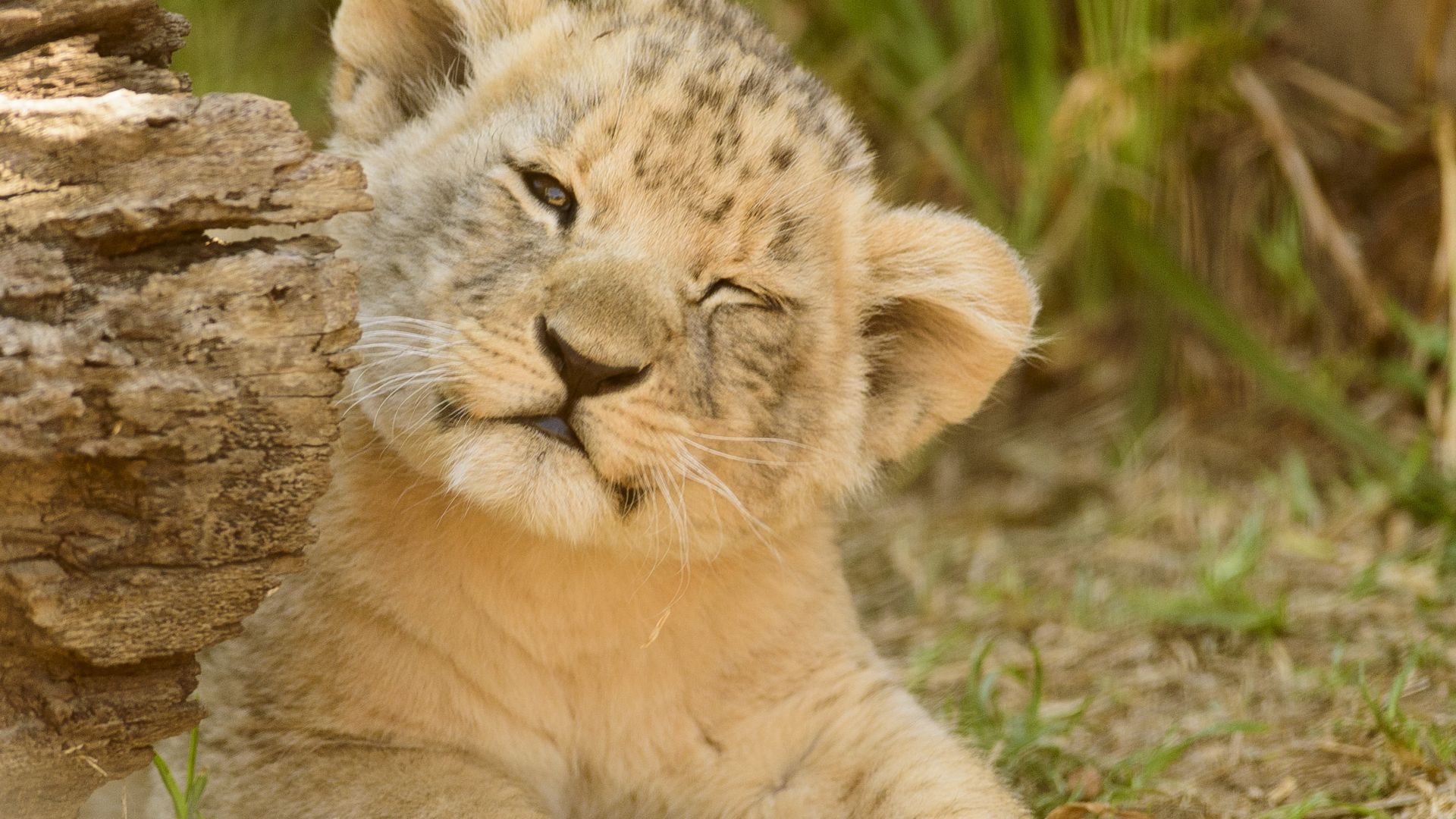 Desktop Wallpaper Lion Cub, Baby Animal, Cute, Play, 4k, HD Image, Picture, Background, 419cb1