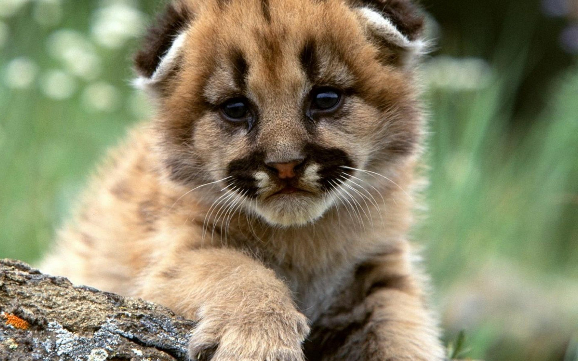 Baby Lion Background 30524 1920x1200px