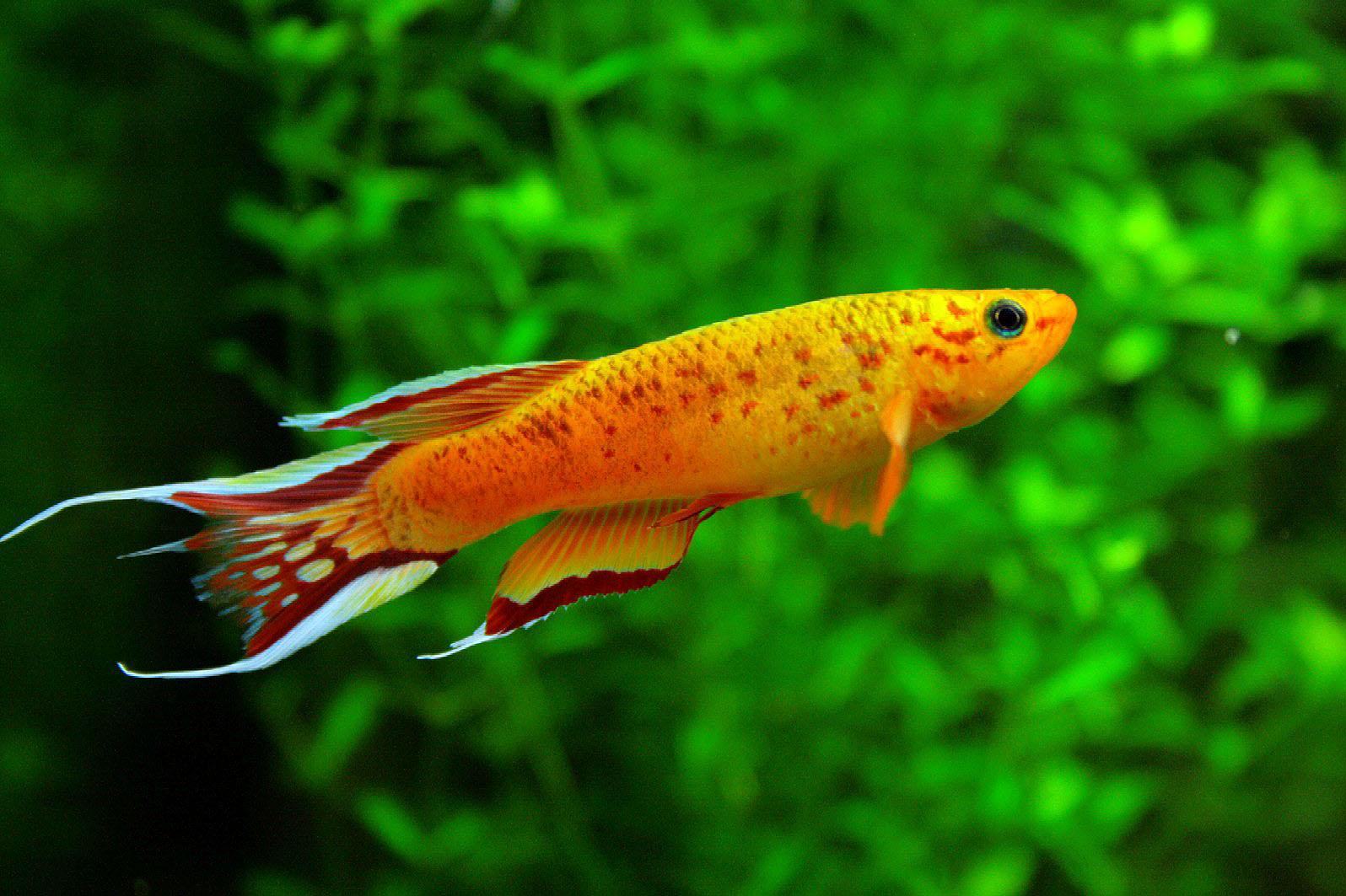 Freshwater Fish Wallpaper In Best Px Resolutions Freshwater Small Fish