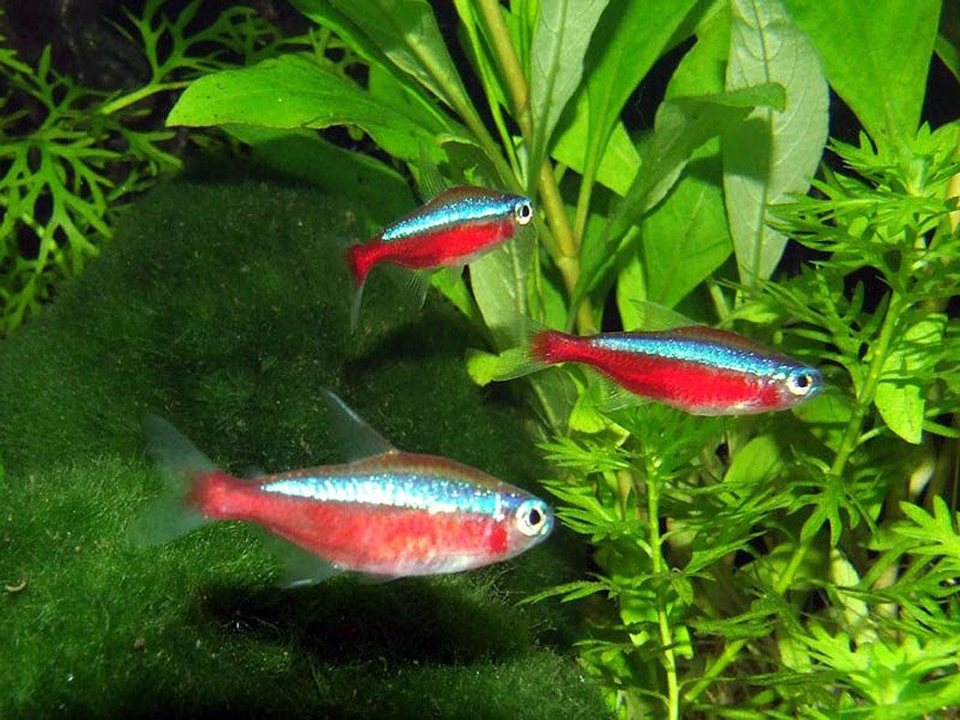 Freshwater Fish Wallpaper