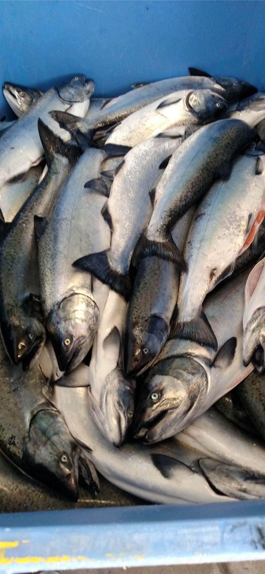 salmon fish iPhone Wallpaper Free Download