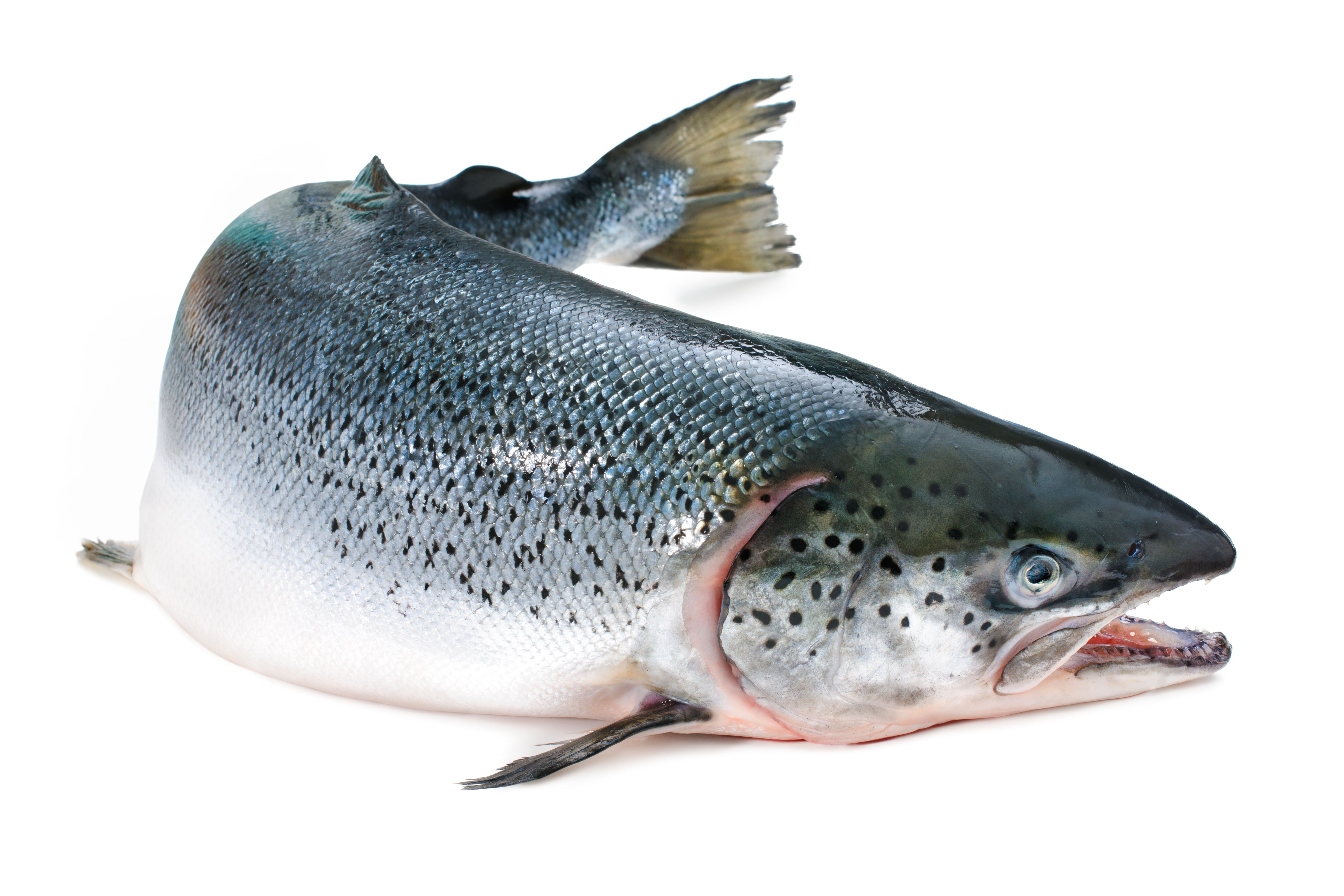 Free photo: fresh fish, Edible, Fish