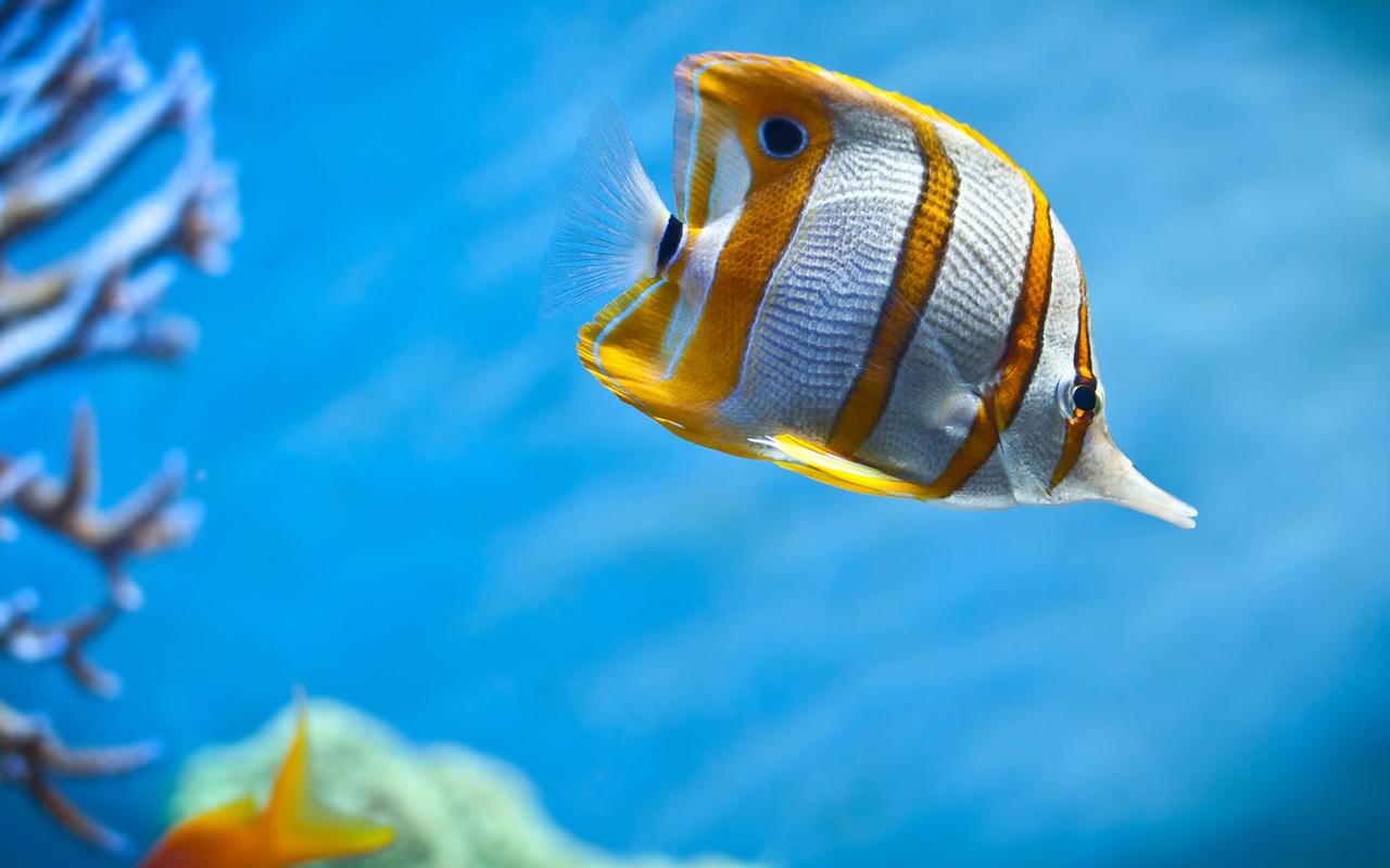 A beautiful fish with stripes of gold