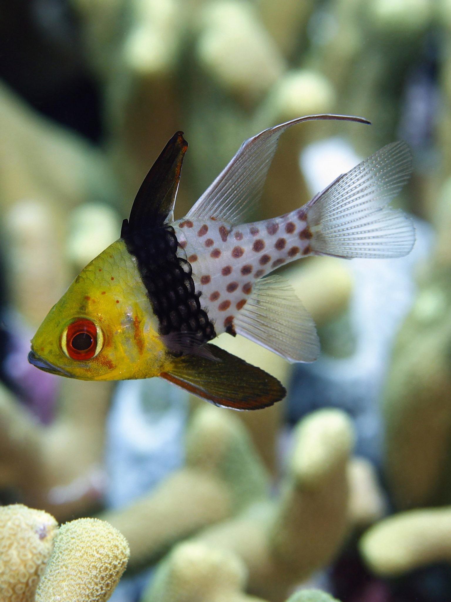 Fresh Water Fish Wallpaper Reef Fish