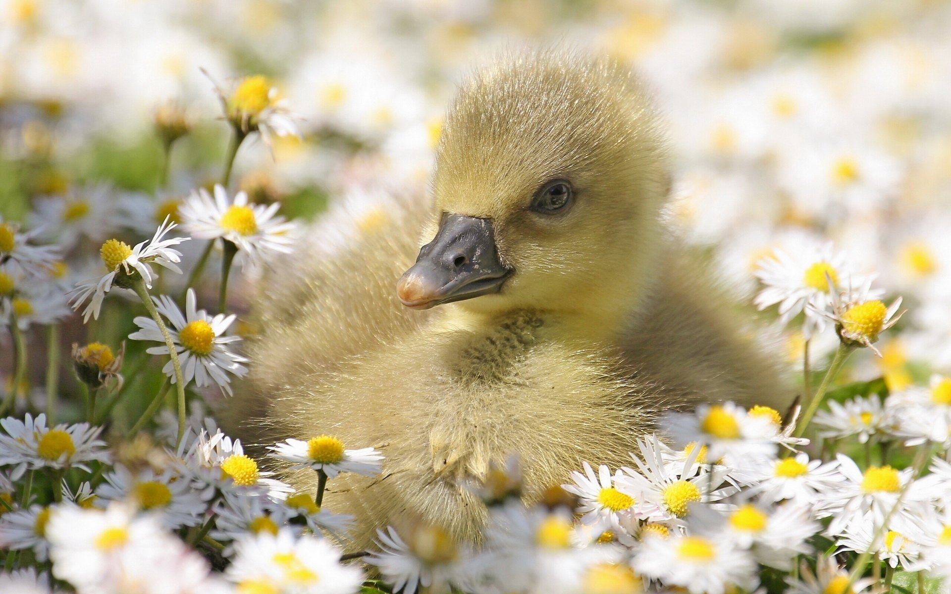 Baby Ducks In Flowers