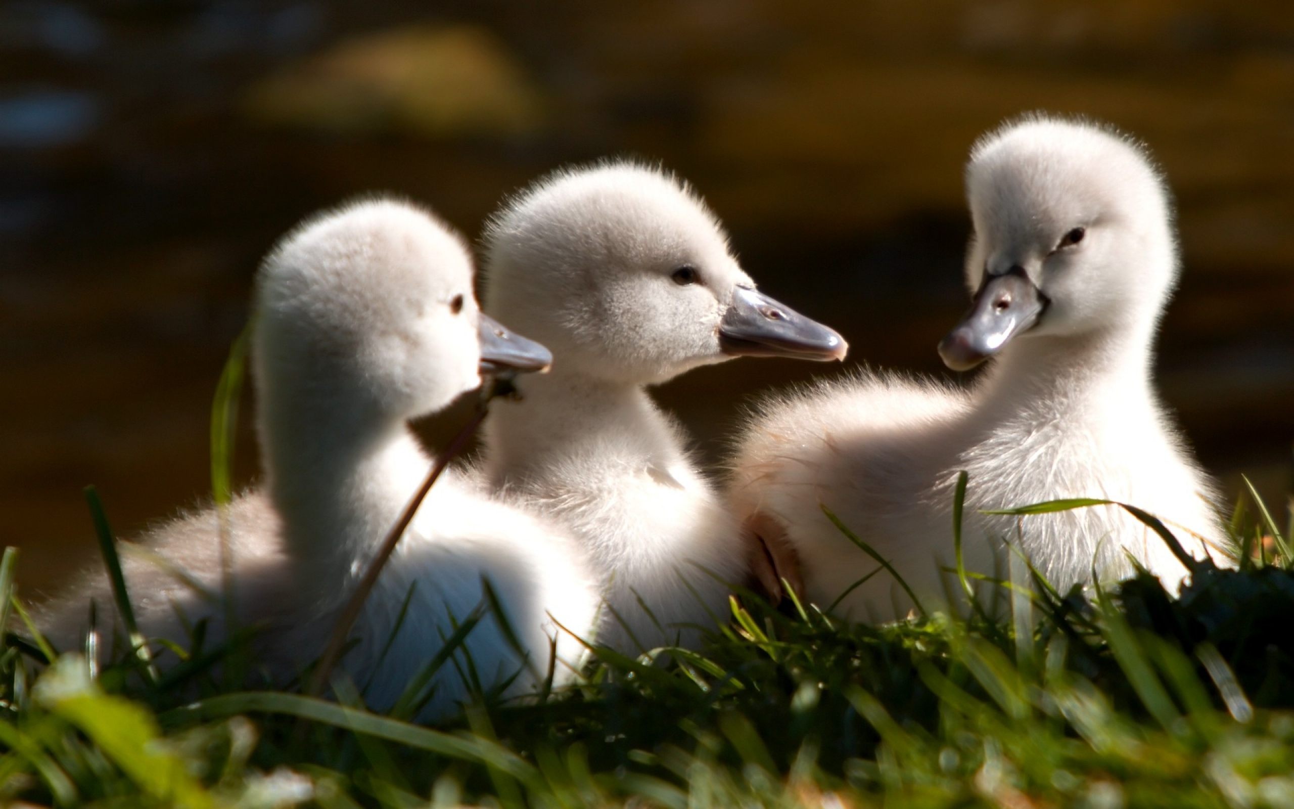 Free download Baby Ducks HD Wallpaper Download Of Cute Ducks [2560x1600] for your Desktop, Mobile & Tablet. Explore Baby Duck Wallpaper. Duck Wallpaper, Ducks Unlimited Wallpaper for