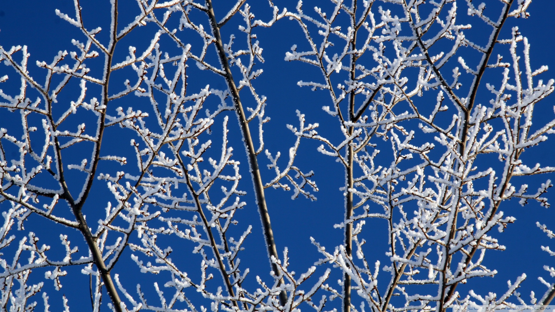 Free download Snowy Tree Branches Wallpaper 1920x1080 Snowy Tree Branches [1920x1080] for your Desktop, Mobile & Tablet. Explore Wallpaper with Tree Branches. Wallpaper with Birds and Branches, Wallpaper with