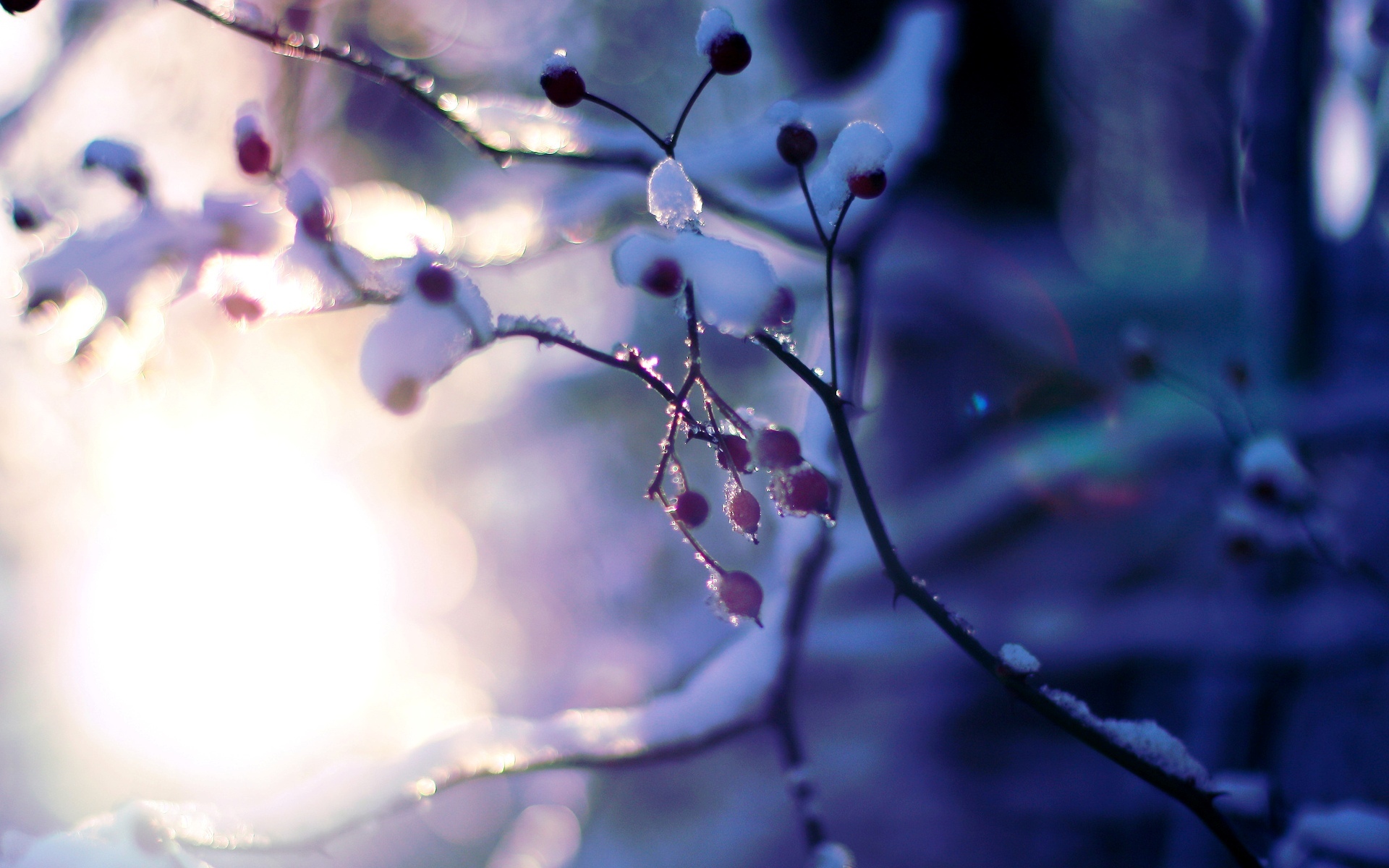 macro, Tree, Plant, Snow, Winter, Tree, Trees, Branches, Sun, Bokeh, Blur Wallpaper HD / Desktop and Mobile Background