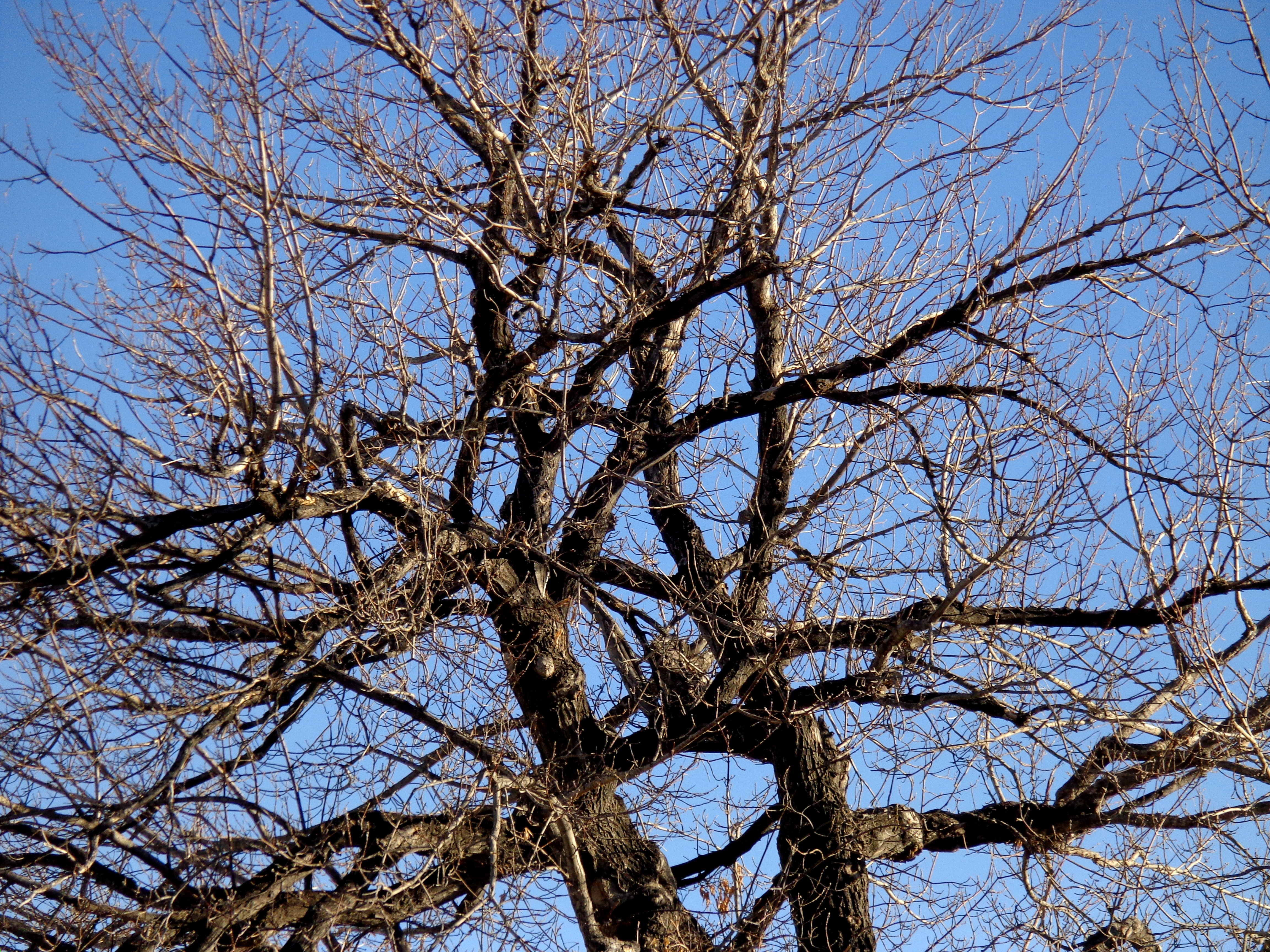 Winter Tree Branches Picture. Free Photograph. Photo Public Domain