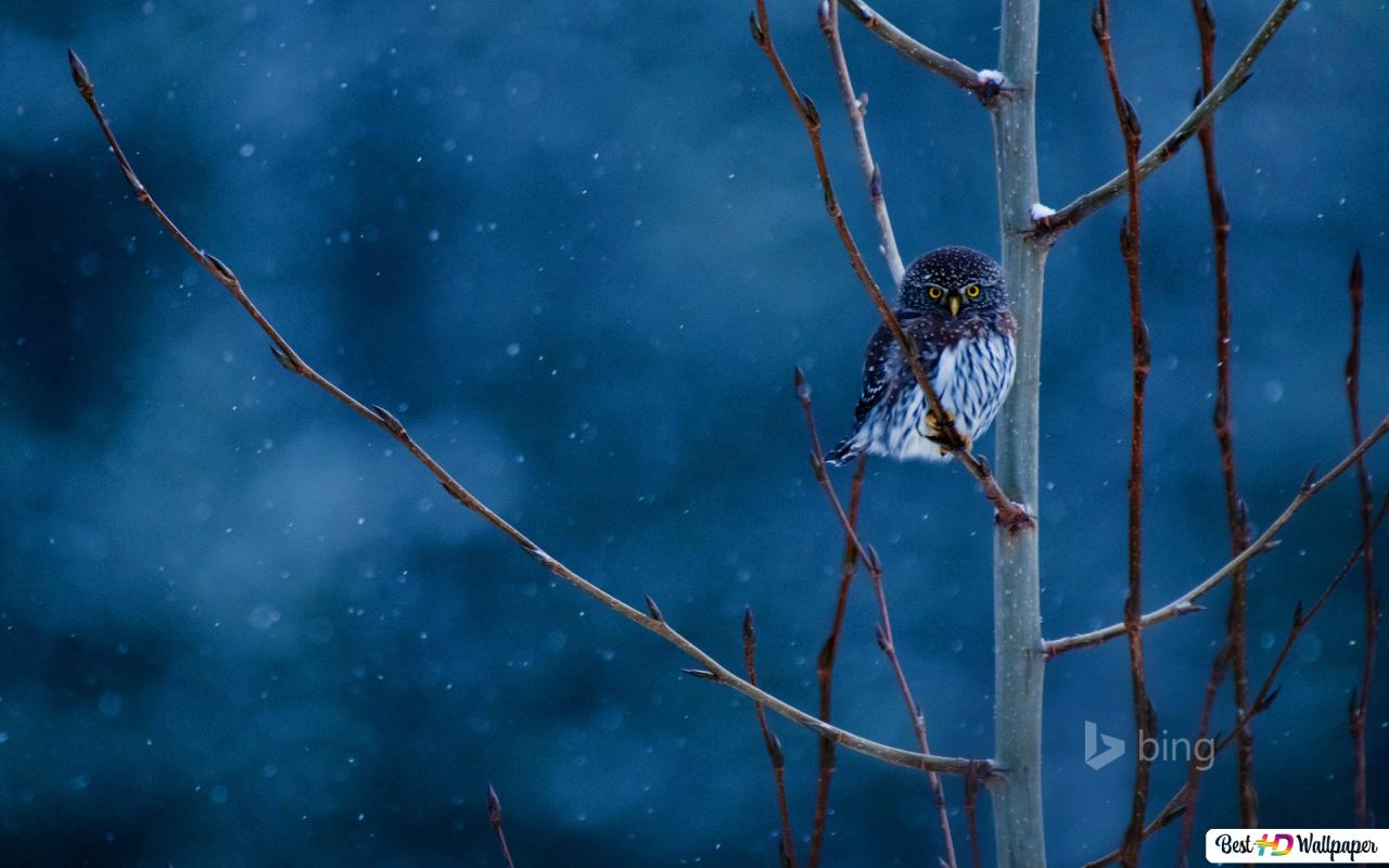 Night Owl in Winter on Tree Branch HD wallpaper download
