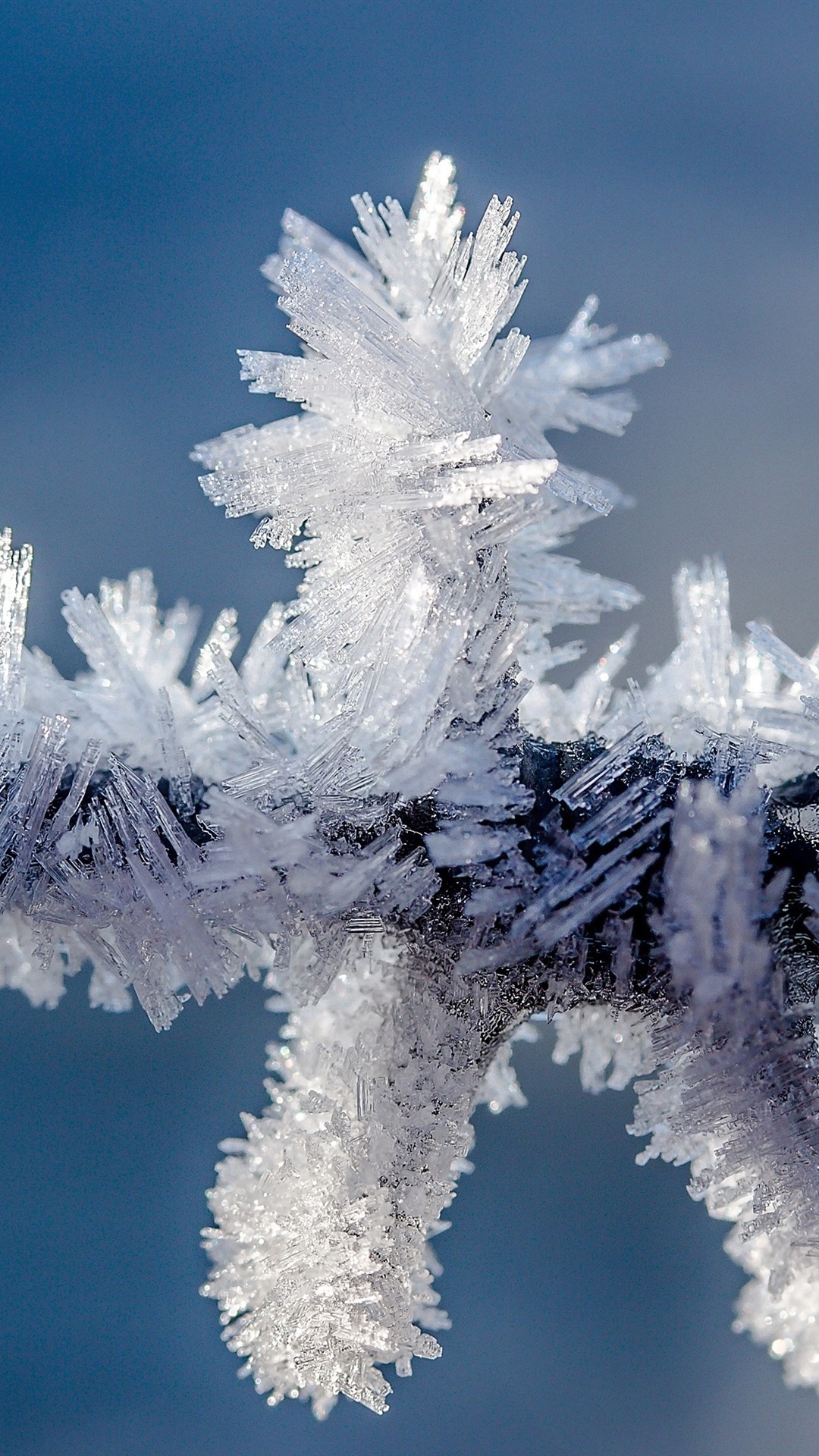 Winter, Frost, Ice, Tree Branch 1080x1920 IPhone 8 7 6 6S Plus Wallpaper, Background, Picture, Image